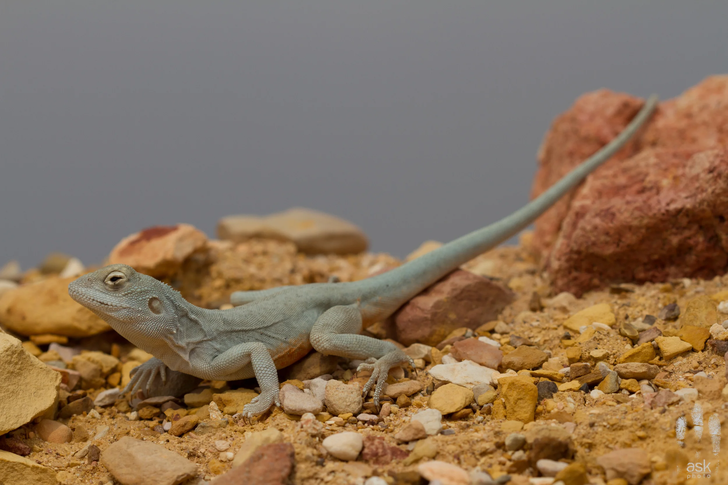 Male Ochre Dragon ( Ctenophorus tjantjalka ). Anna Creek Station, South Australia, 2012. Photo by Angus Kennedy .