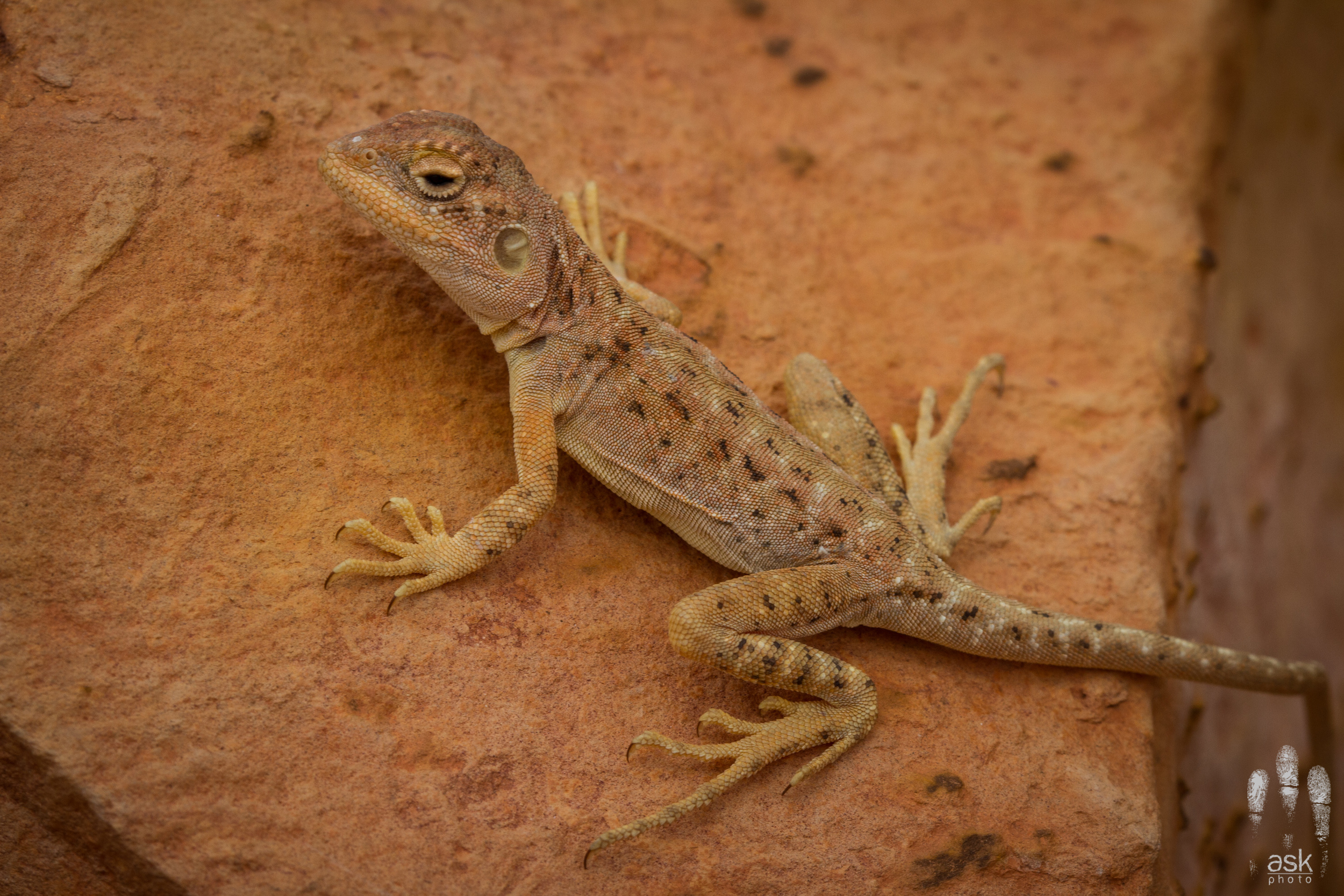 Female Ochre Dragon ( Ctenophorus tjantjalka ). Anna Creek Station, South Australia, 2012. Photo by Angus Kennedy .