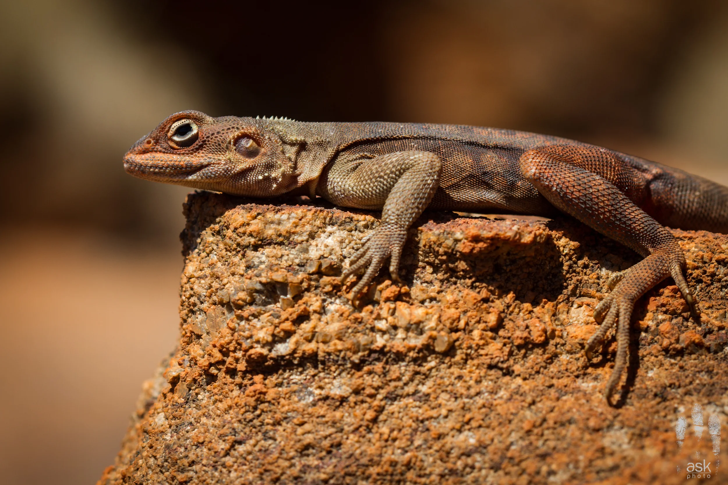 Male Rusty Dragon ( Ctenophorus rufescens ). Victory Downs Station, Northern Territory, 2012. Photo by Angus Kennedy .