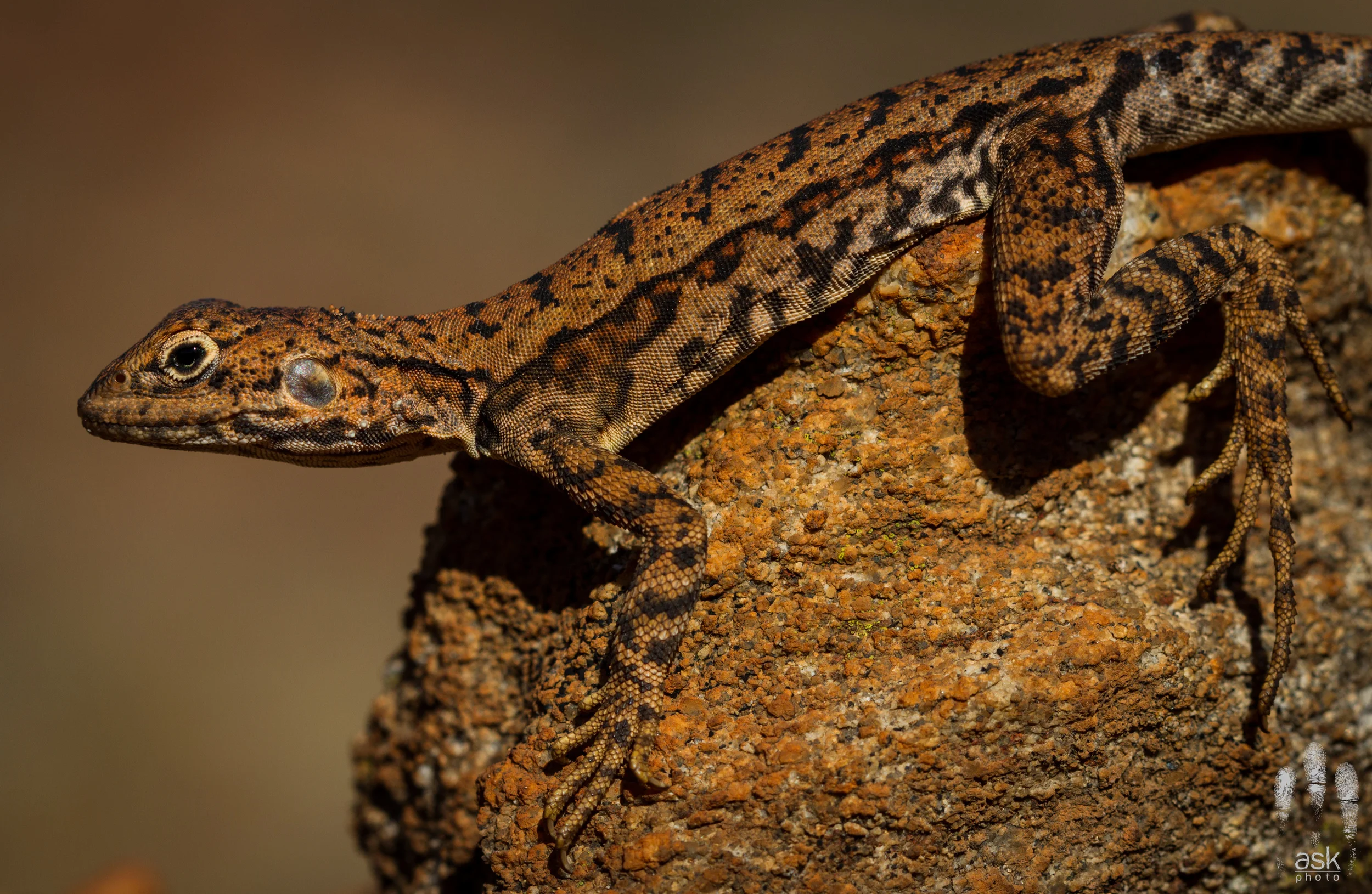 Female Rusty Dragon ( Ctenophorus rufescens ). Mulga Park Station, Northern Territory, 2012. Photo by Angus Kennedy .