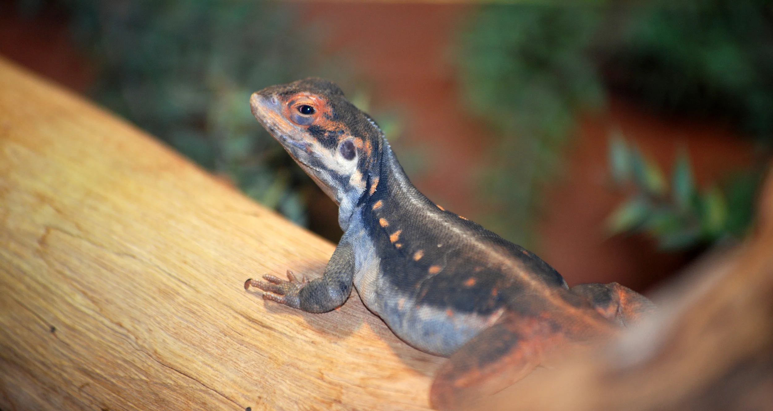 Male Border Ranges Dragon ( Ctenophorus mirrityana ). Taronga Zoo, Sydney, New South Wales, 2014.