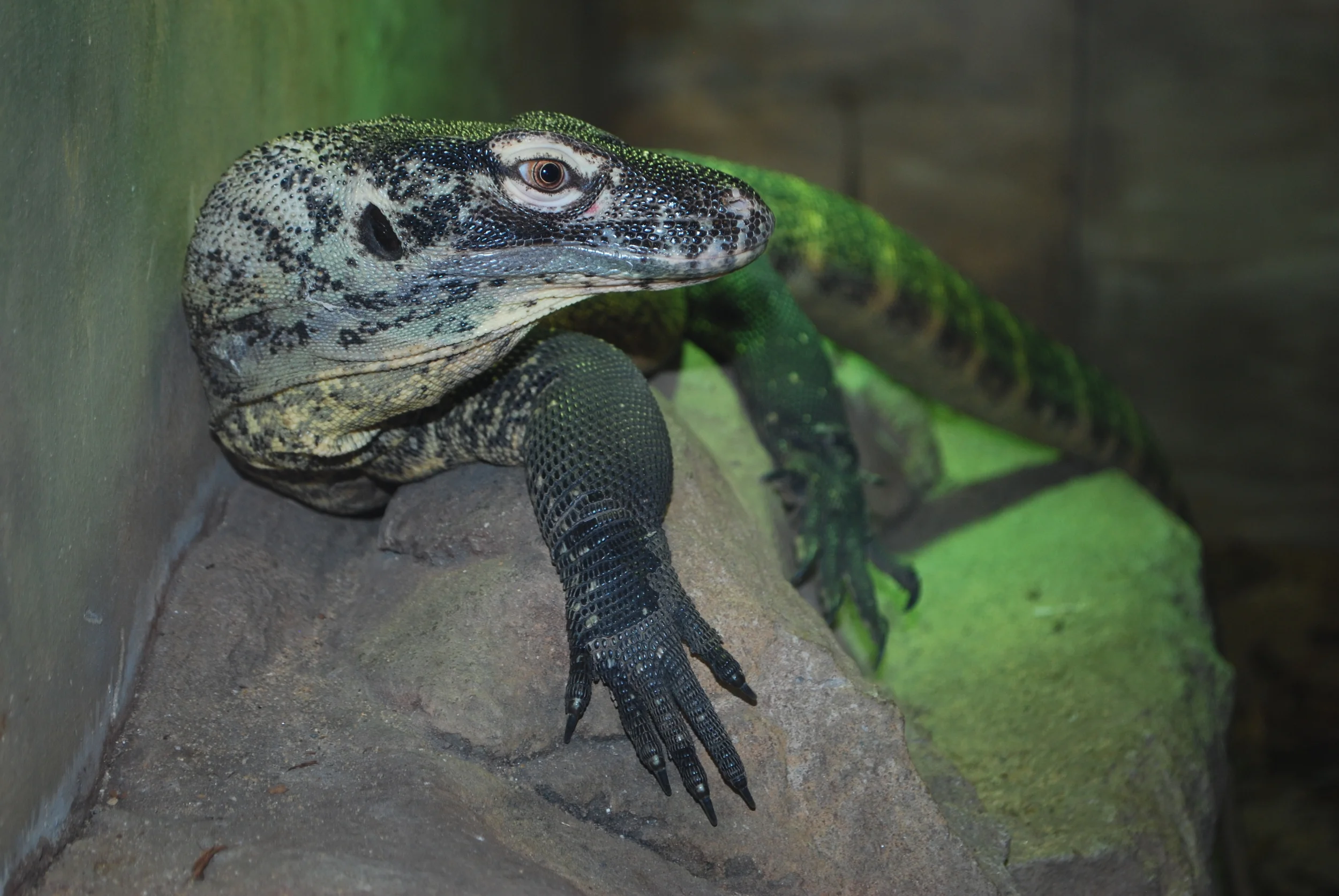 I don't have a picture of a female border ranges dragon, so instead here's a picture of a baby komodo dragon that you can visit along with the male border ranges dragon at the Taronga Zoo. Sydney, New South Wales, 2014.