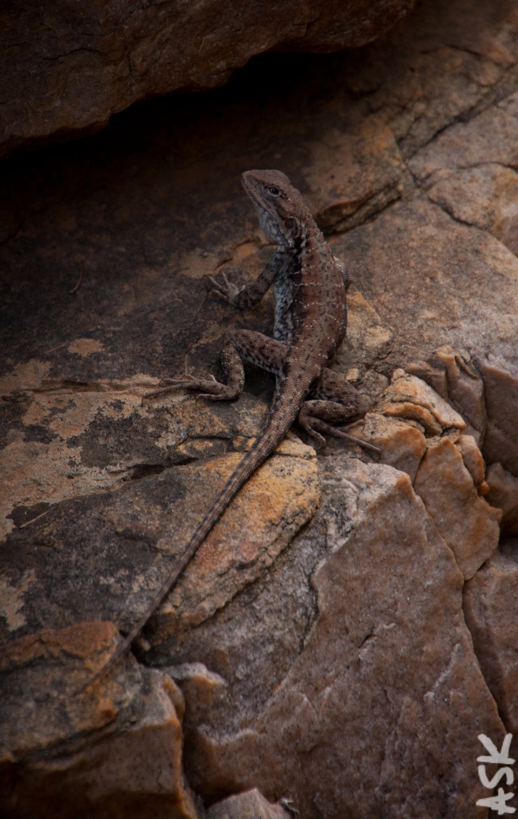 Female Tawny Dragon ( Ctenophorus decresii ). Mount Remarkable National Park, South Australia, 2011. Photo by Angus Kennedy .