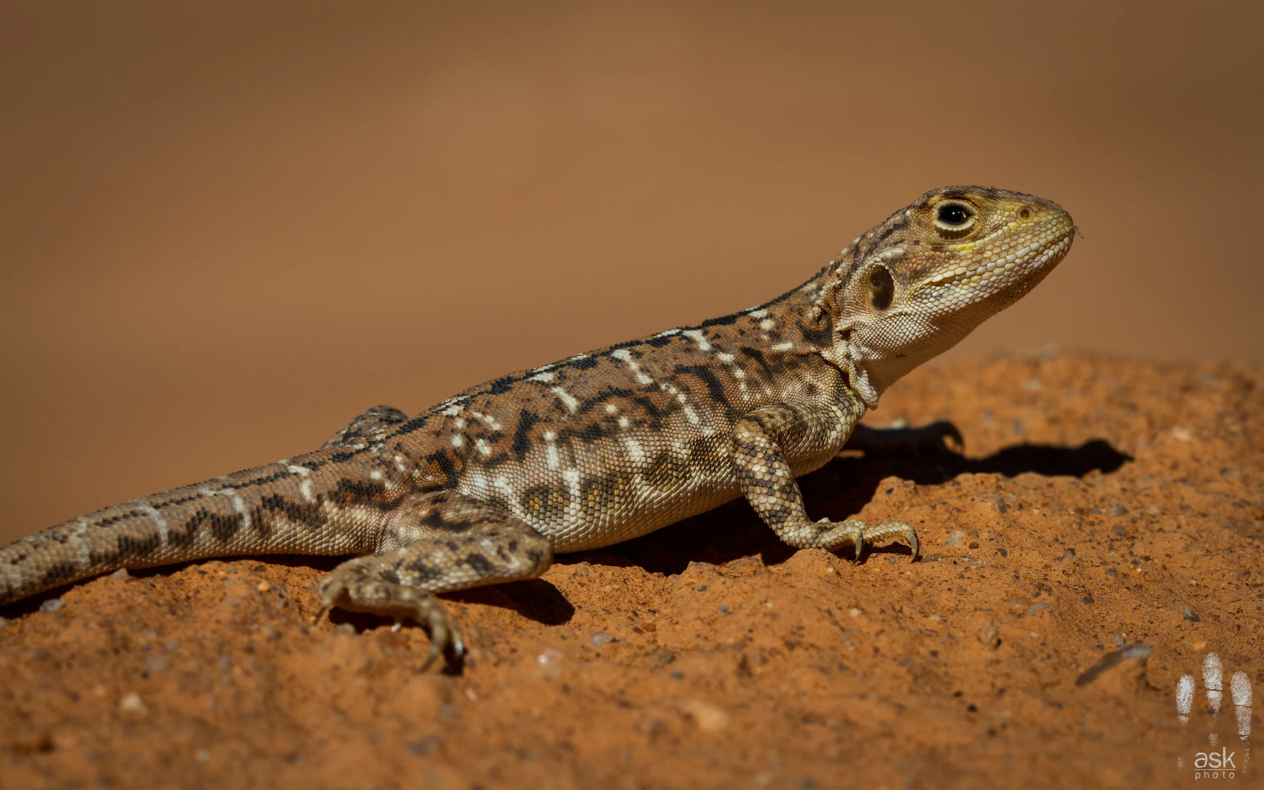 Female painted dragon, Ctenophorus pictus . Turlga Station, South Australia, 2012. Photo by Angus Kennedy.