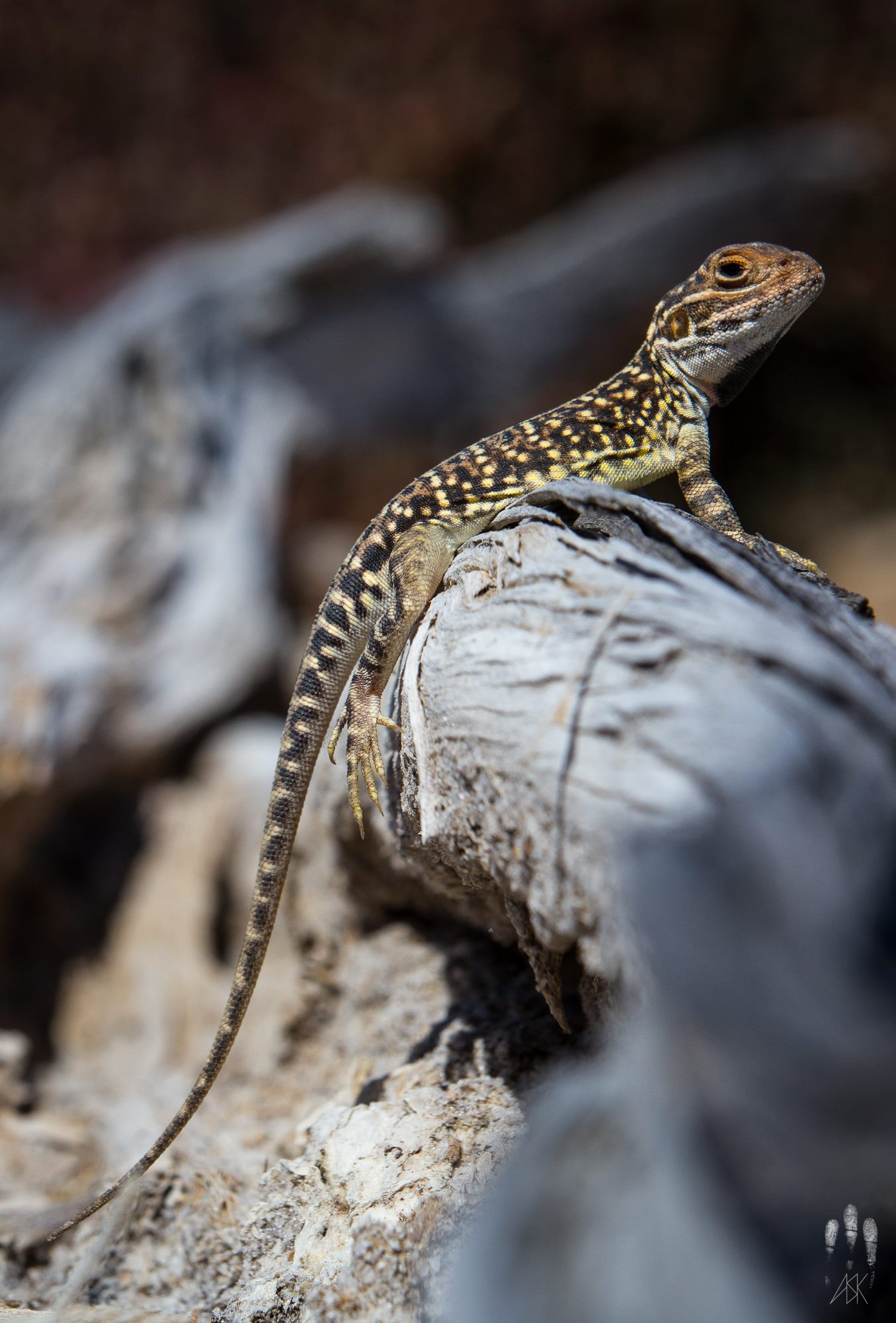 Male claypan dragon, Ctenophorus salinarum . Varley, Western Australia, 2013. Photo by Angus Kennedy.