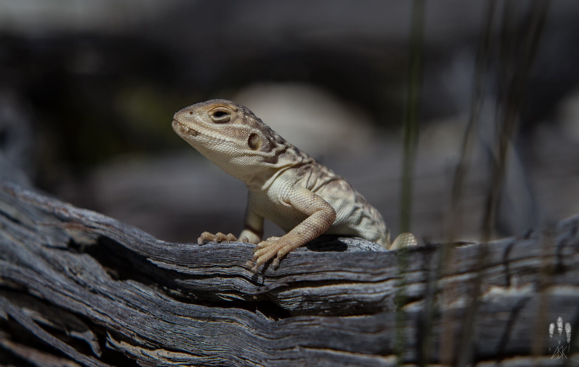 Female claypan dragon, Ctenophorus salinarum . Varley, Western Australia, 2013. Photo by Angus Kennedy.