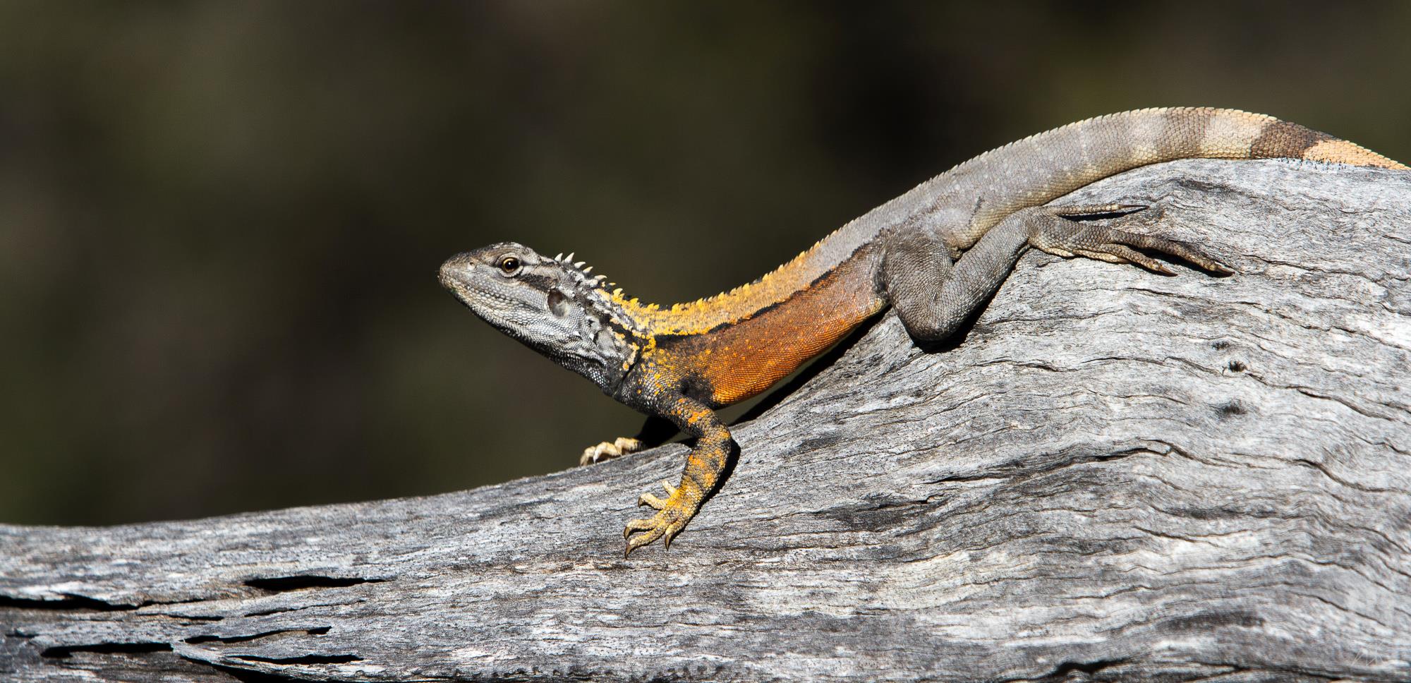 Male bicycle dragon, Ctenophorus cristatus. Lake Hurlestone Conservation Reserve, Western Australia, 2013. Photo by Angus Kennedy.