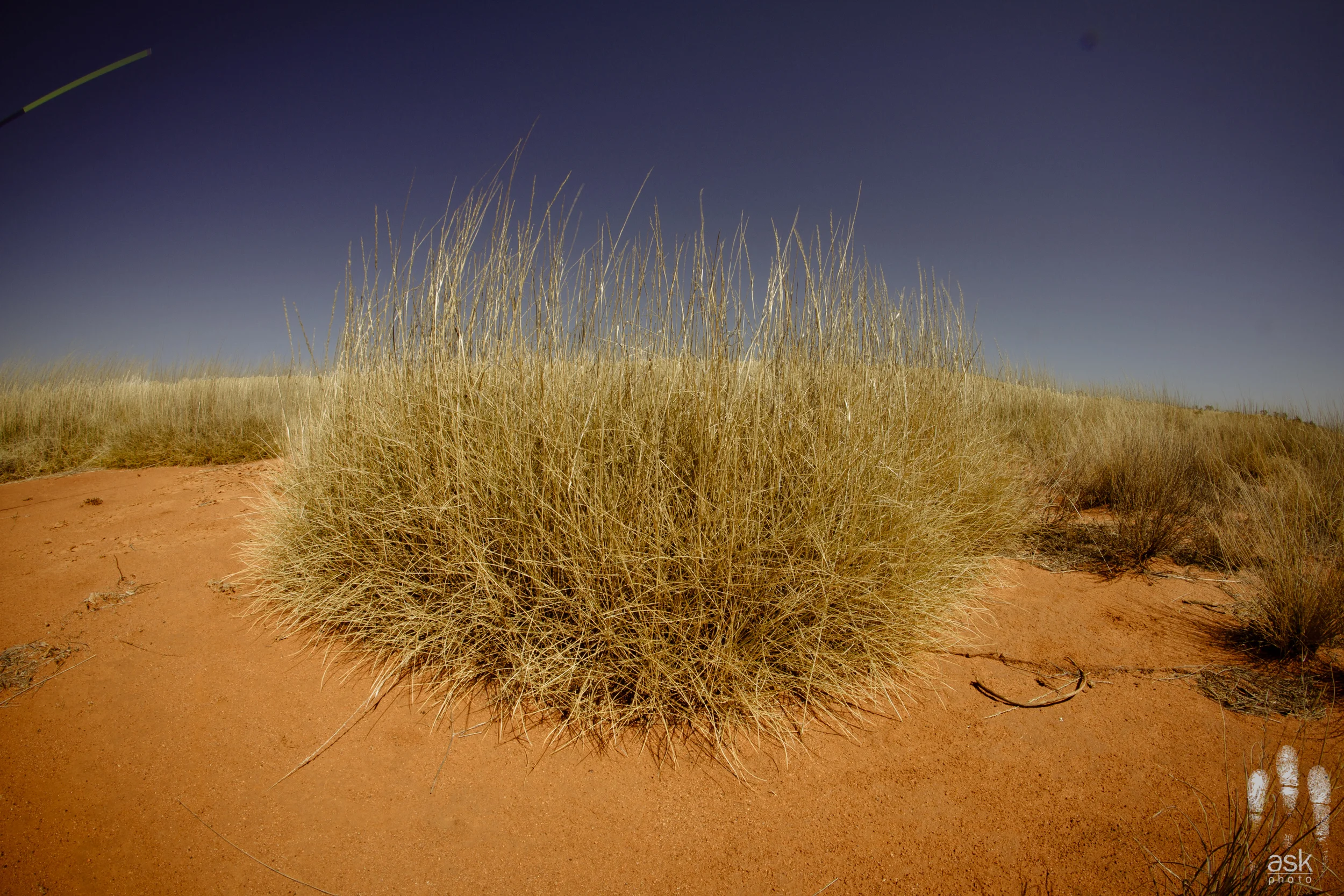 The immense spikiness of a spinifex plant. Mulga Park Station, Northern Territory, 2012. Photo by Angus Kennedy.