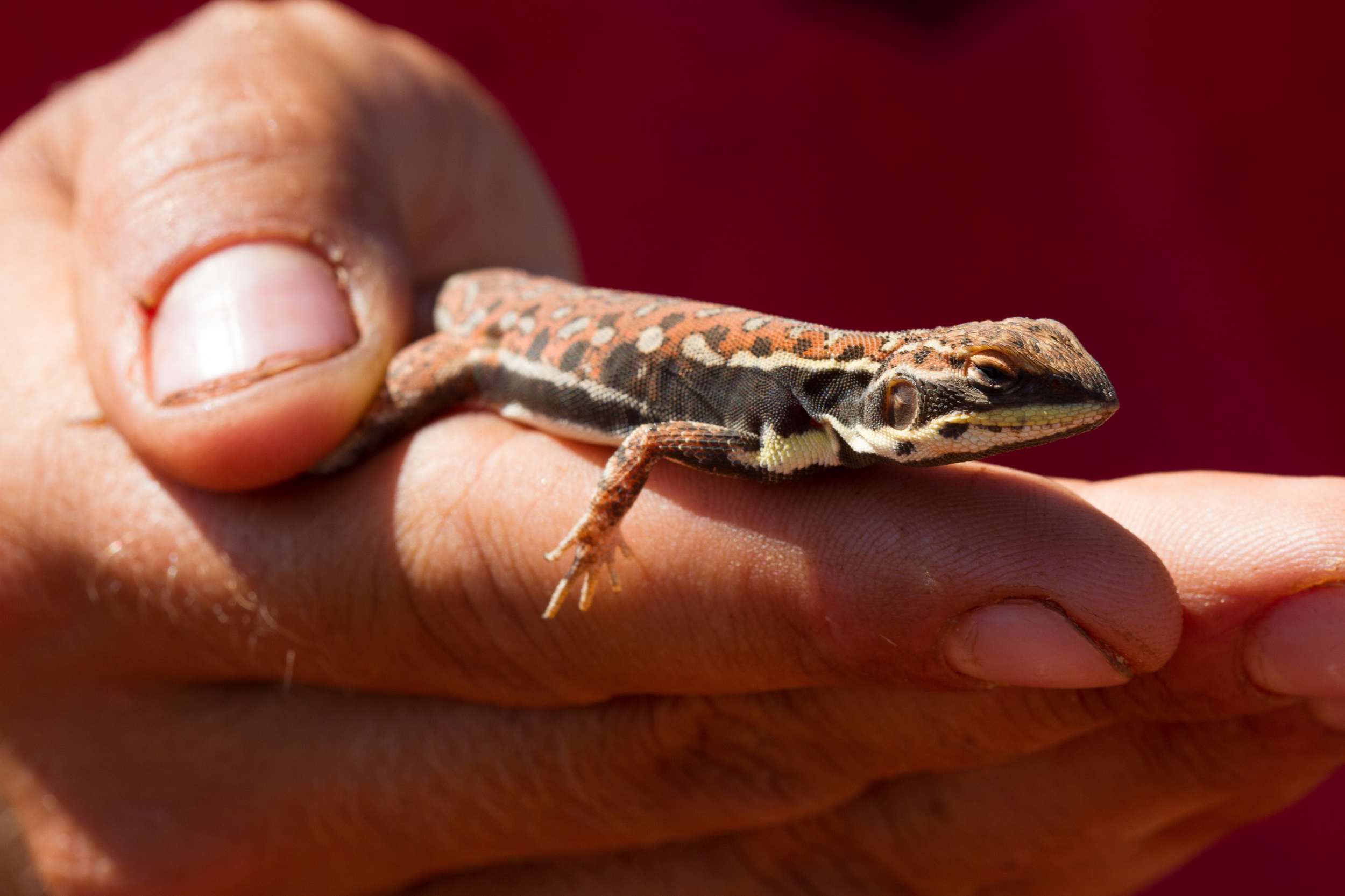 A male central military dragon ( Ctenophorus isolepis ). Mulga Park Station, Northern Territory, 2012. Photo by Angus Kennedy.