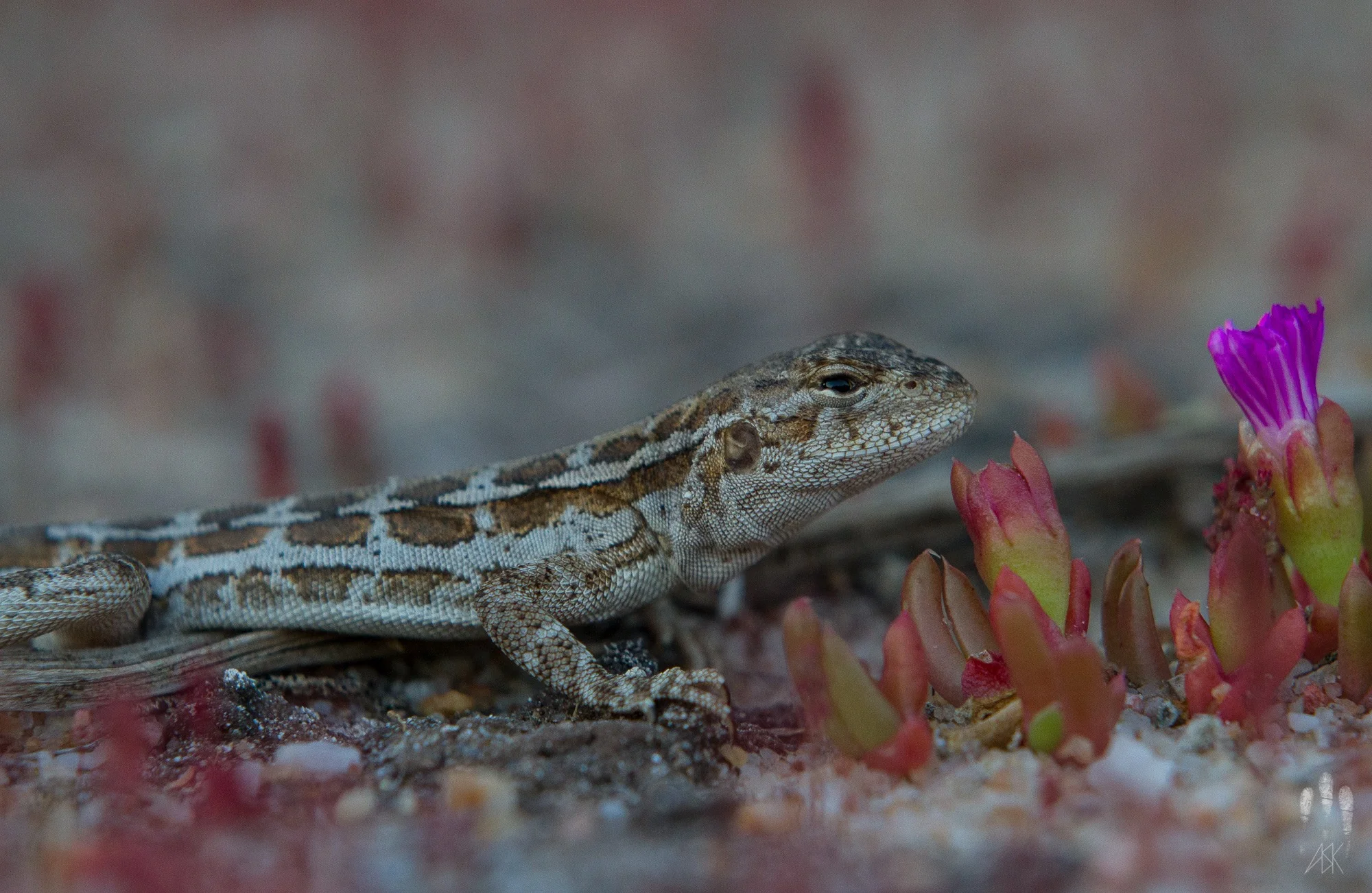 A female spotted military dragon ( Ctenophorus maculatus ). near Lake Cronin, Western Australia, 2013. Photo by Angus Kennedy.