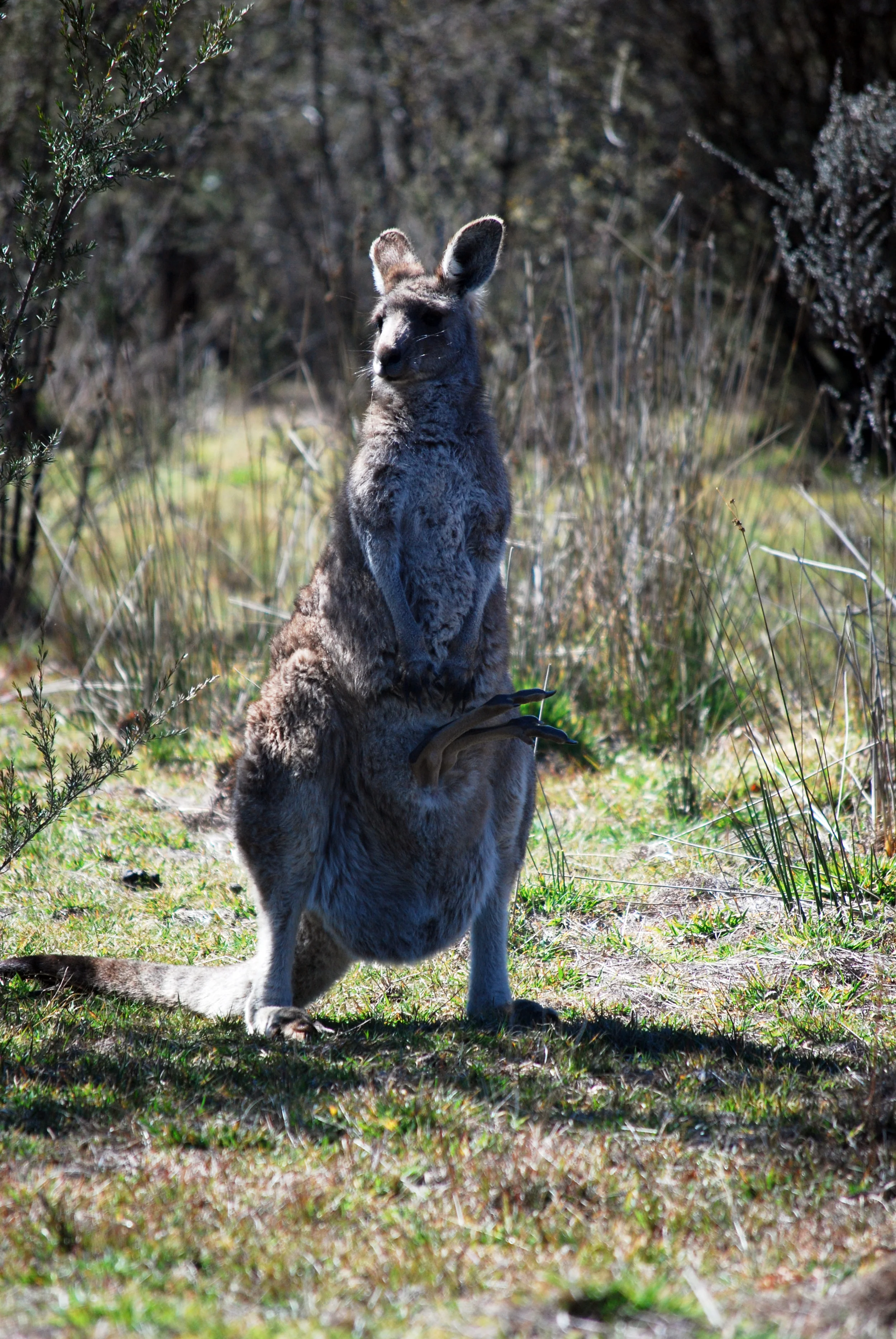This does not look comfortable. Tidbinbilla Nature Reserve, Australian Capital Territory.