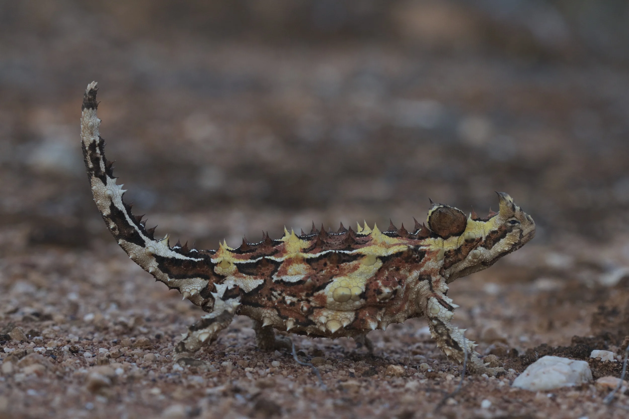 This is the standard thorny devil pose that appears in pretty much all books about Australian reptiles and wildlife. Thurlga Station, South Australia, 2012. Photo by Angus Kennedy.