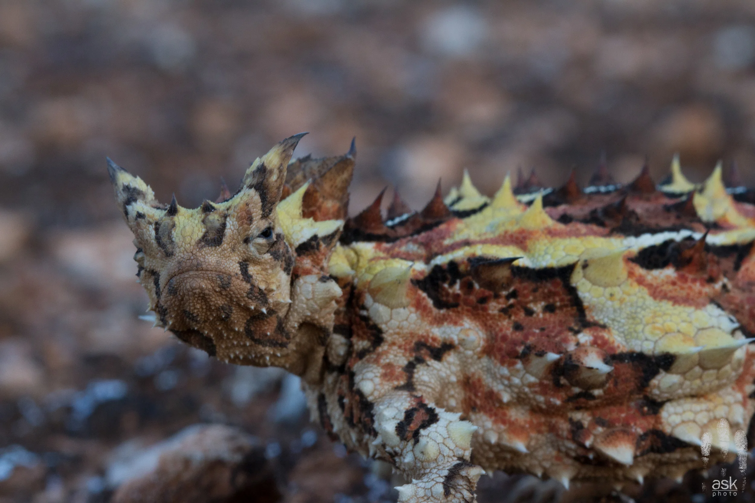 Thorny devils are the opposite of dolphins : they always look grumpy. Thurlga Station, South Australia, 2012. Photo by Angus Kennedy.