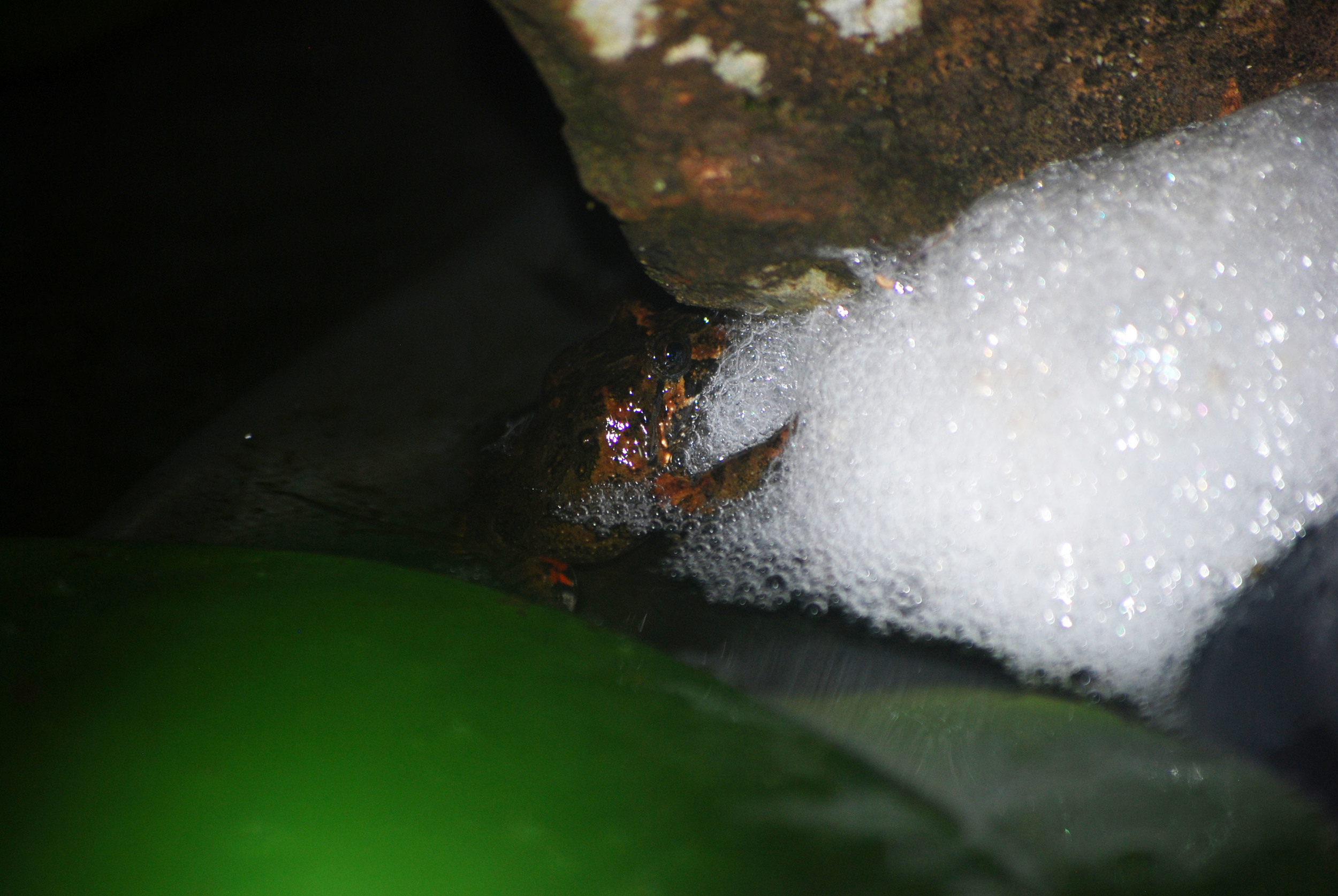 The tusked frog looking quite proud of his foam nest. 