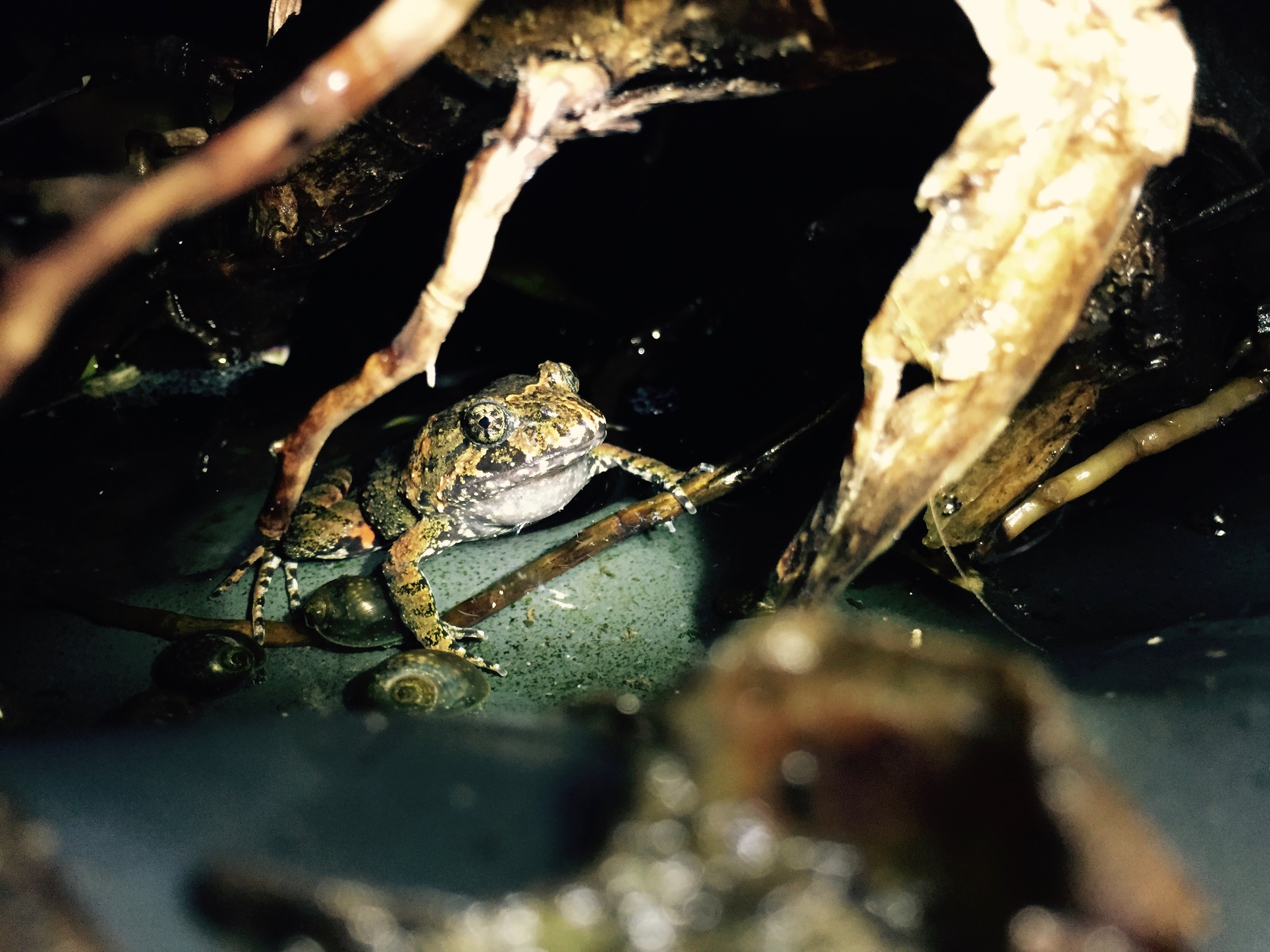 Here's the male tusked frog with that dear-in-the-headlights look. He's waiting patiently for the humans to go away so he can resume calling to attract the female. The humans are waiting patiently with their light on the frog so that they can get a picture of him calling. There are many pictures (and videos) like this one.