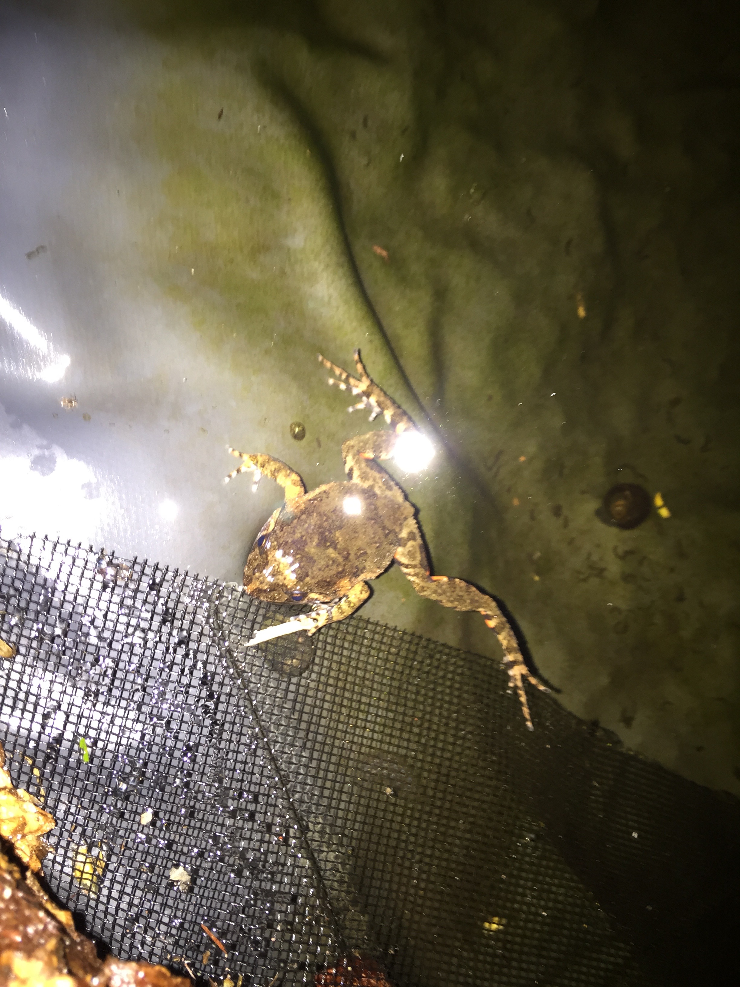 And here we have a froglet, a teenager frog that looks just like a mini version of an adult. Like human teenagers, it also think's it's an adult and is ready to leave the water and hop off to find its own pond.