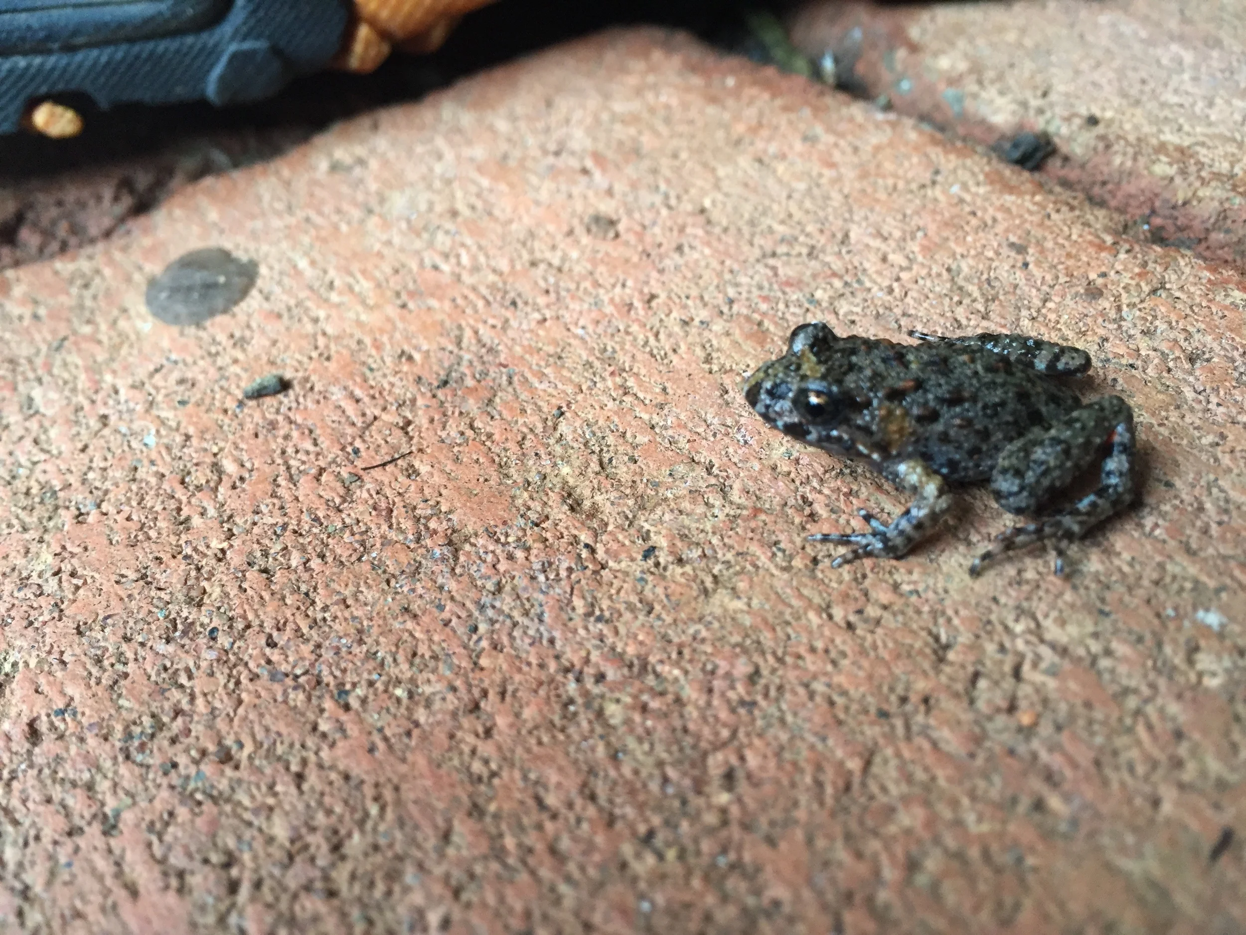 And off it goes! Safe travels, little frog, the world is much more dangerous than you realise. Watch out for that boot!