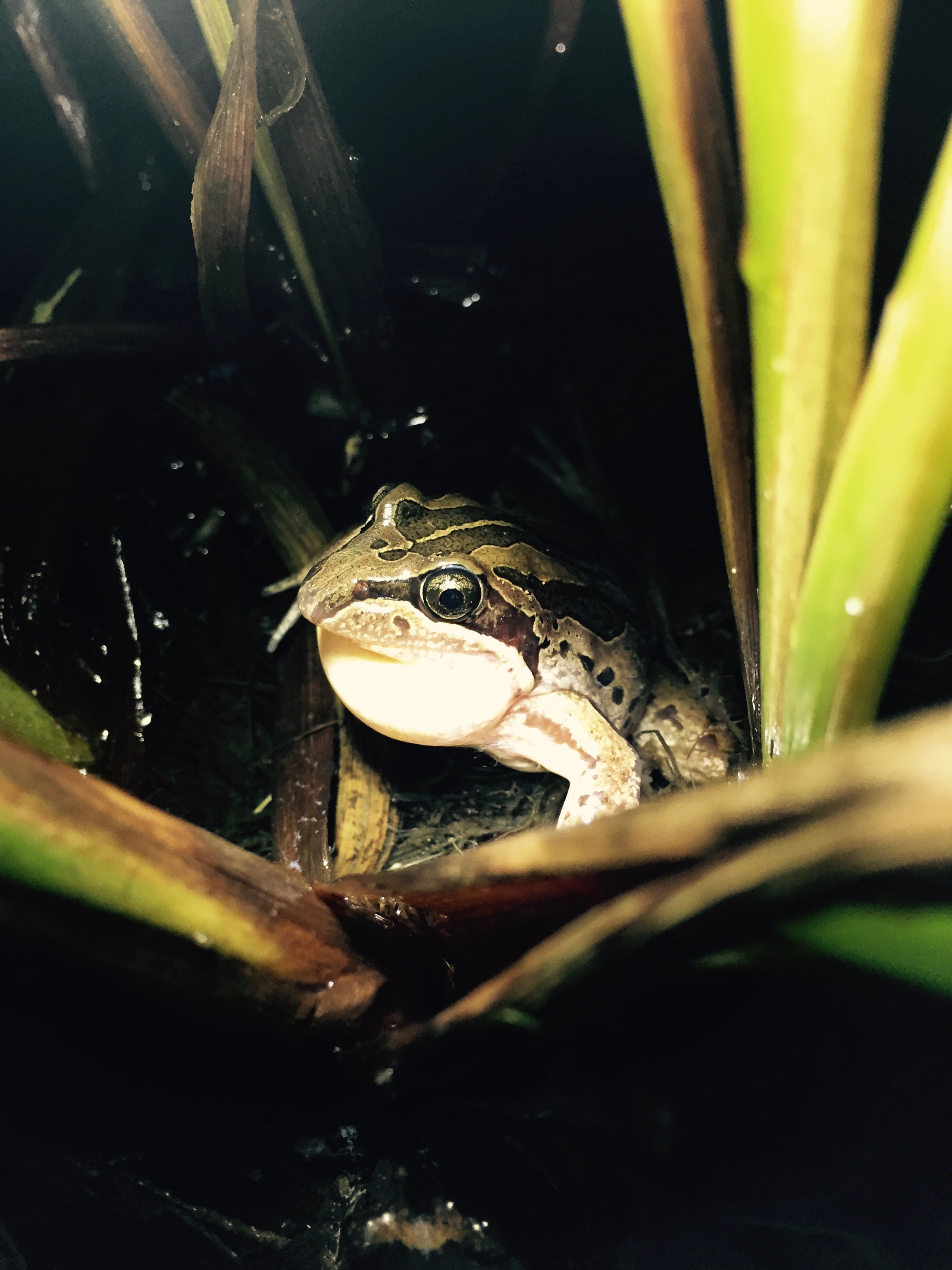 Here is a calling striped marsh frog ( Limnodynastes tasmaniensis ) in Jo's frog pond. The tusked frogs and the striped marsh frogs both seem to be residents of the pond, but they've divided the territory. The tusked frogs hang out near the edges of the pond, while the marsh frog occupies the middle.