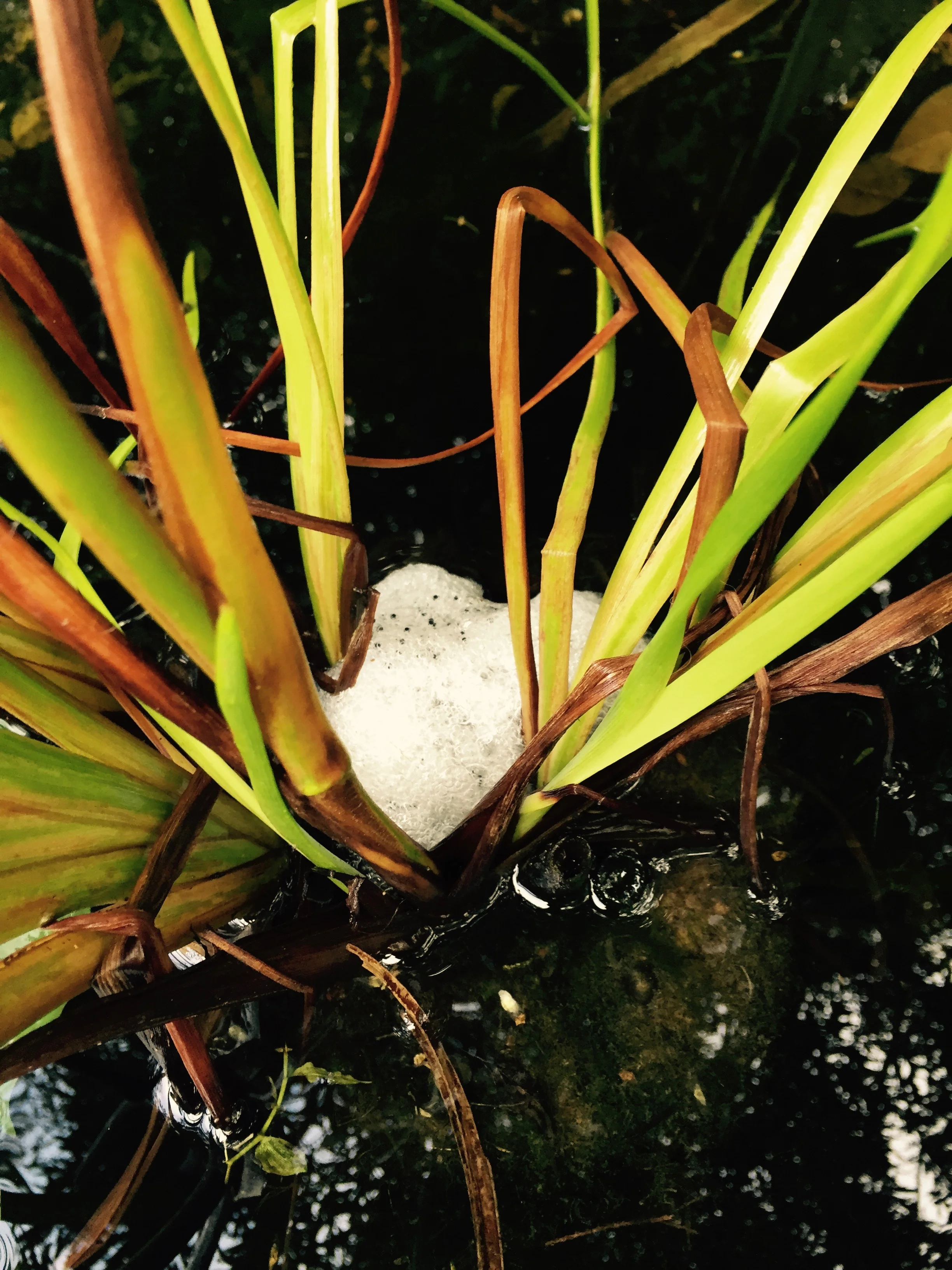 Here's the striped marsh frog's foam nest. The little black dots are eggs!