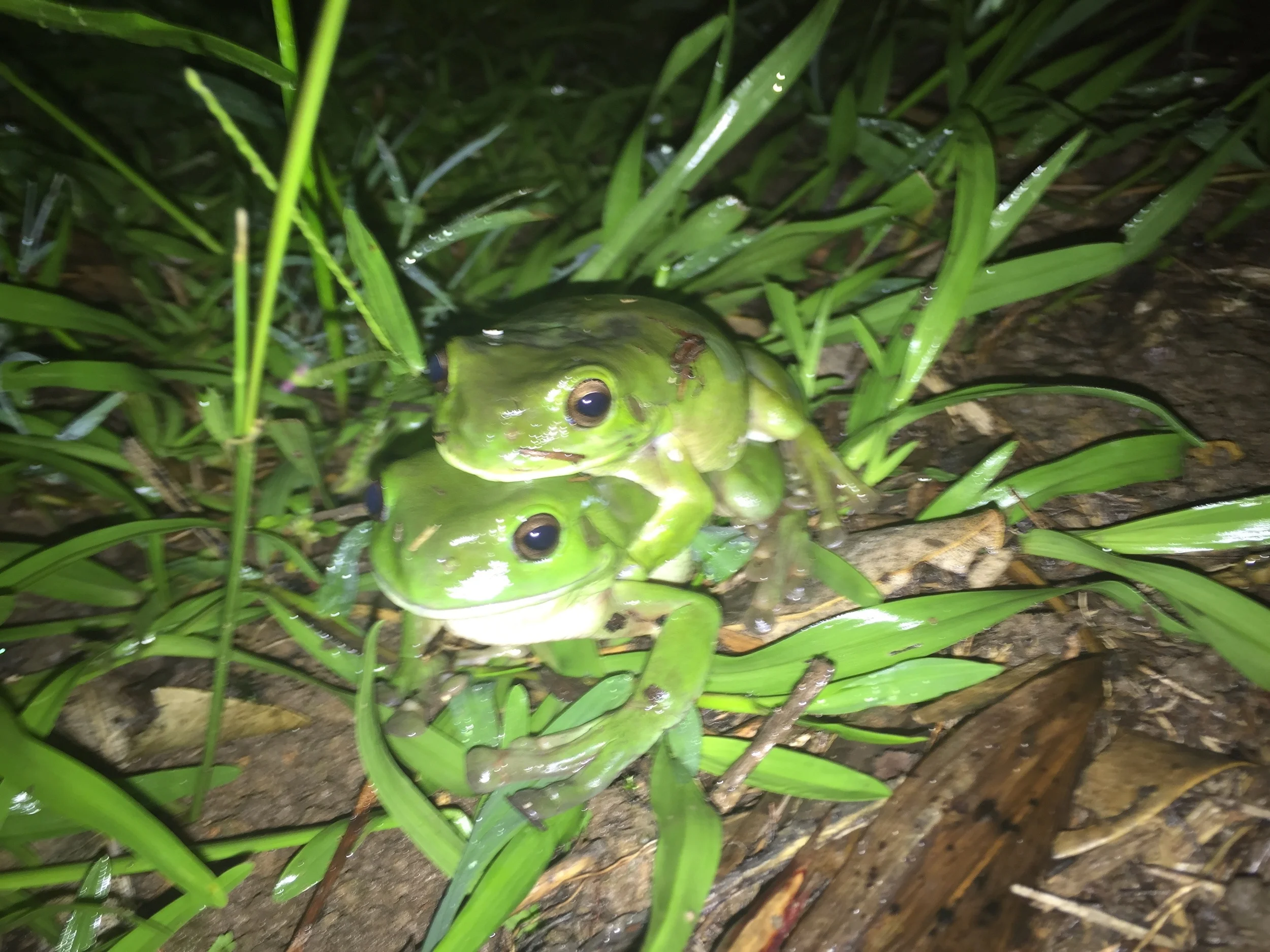 The frog pond has also attracted visitors like these green tree frogs ( Litoria caerulea ). They spend most of their lives away from frog ponds, in trees, mailboxes and toilets , and venture to the ponds on rainy nights to breed.