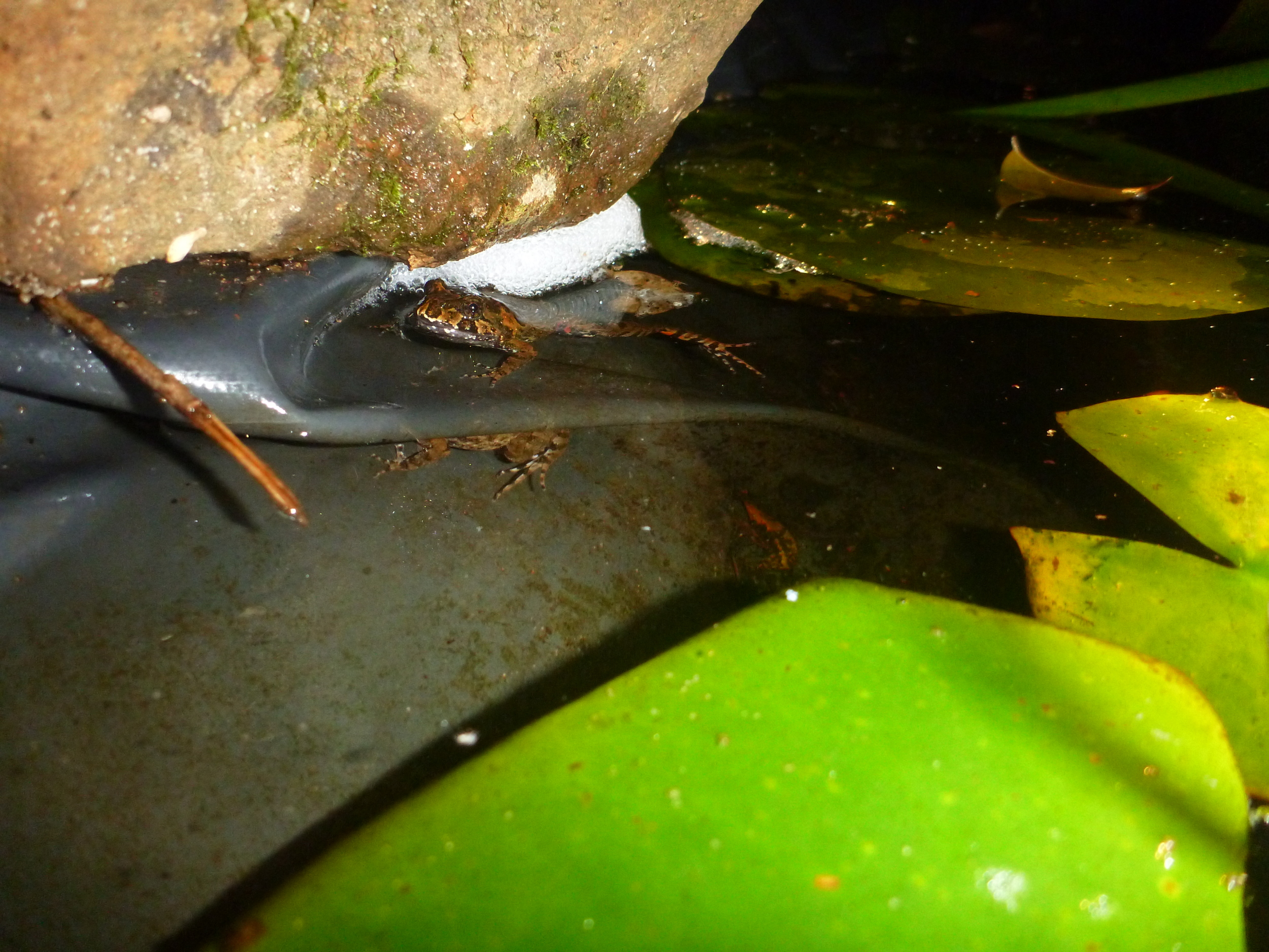 This is a cute picture of the Mom and Pop tusked frogs together. It's quite hard to get them both in the same shot. Their eggs are in the foam nest in the background.