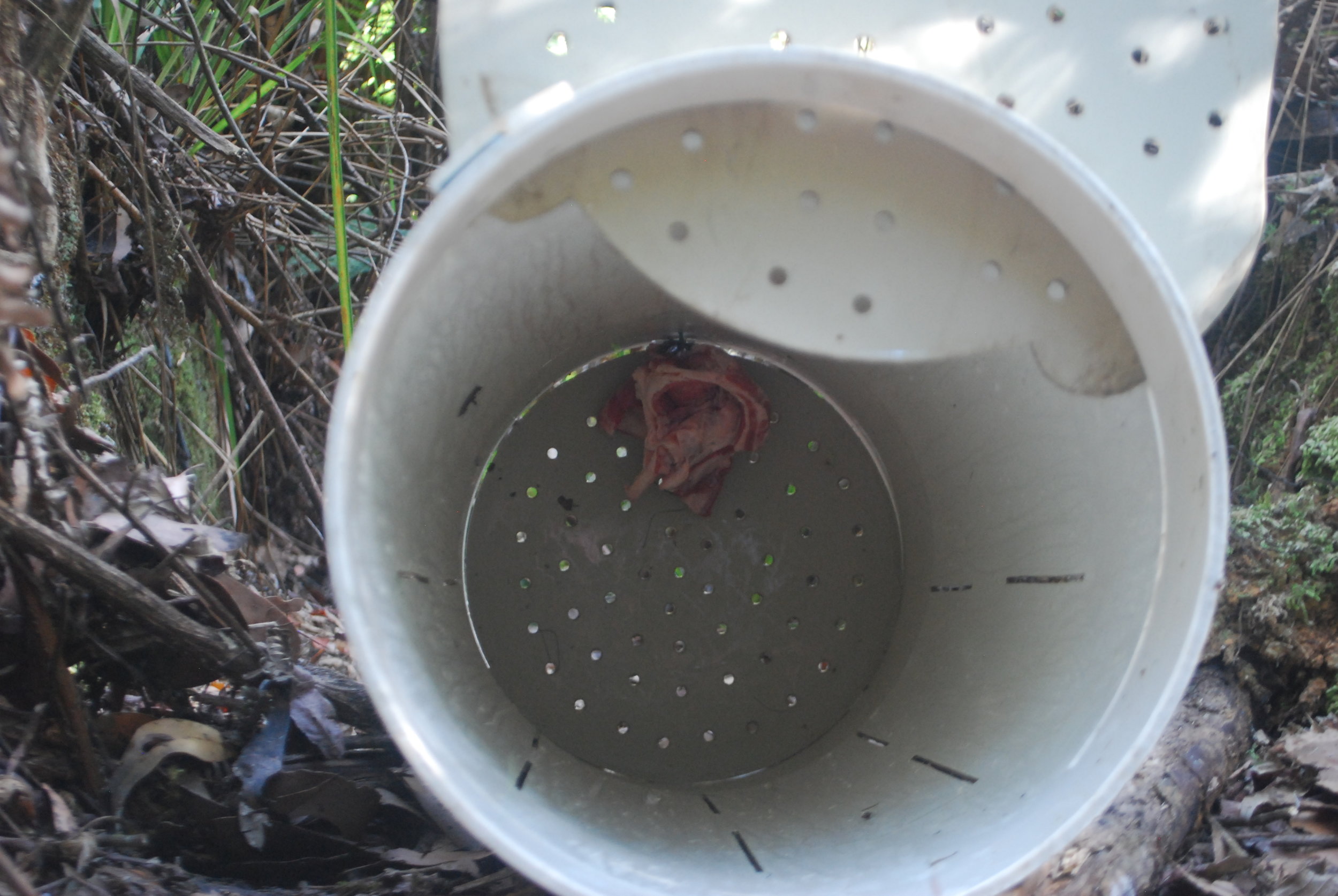 A view inside a set devil trap, with the meat dangling from a string and ready for a big yank by a devil.