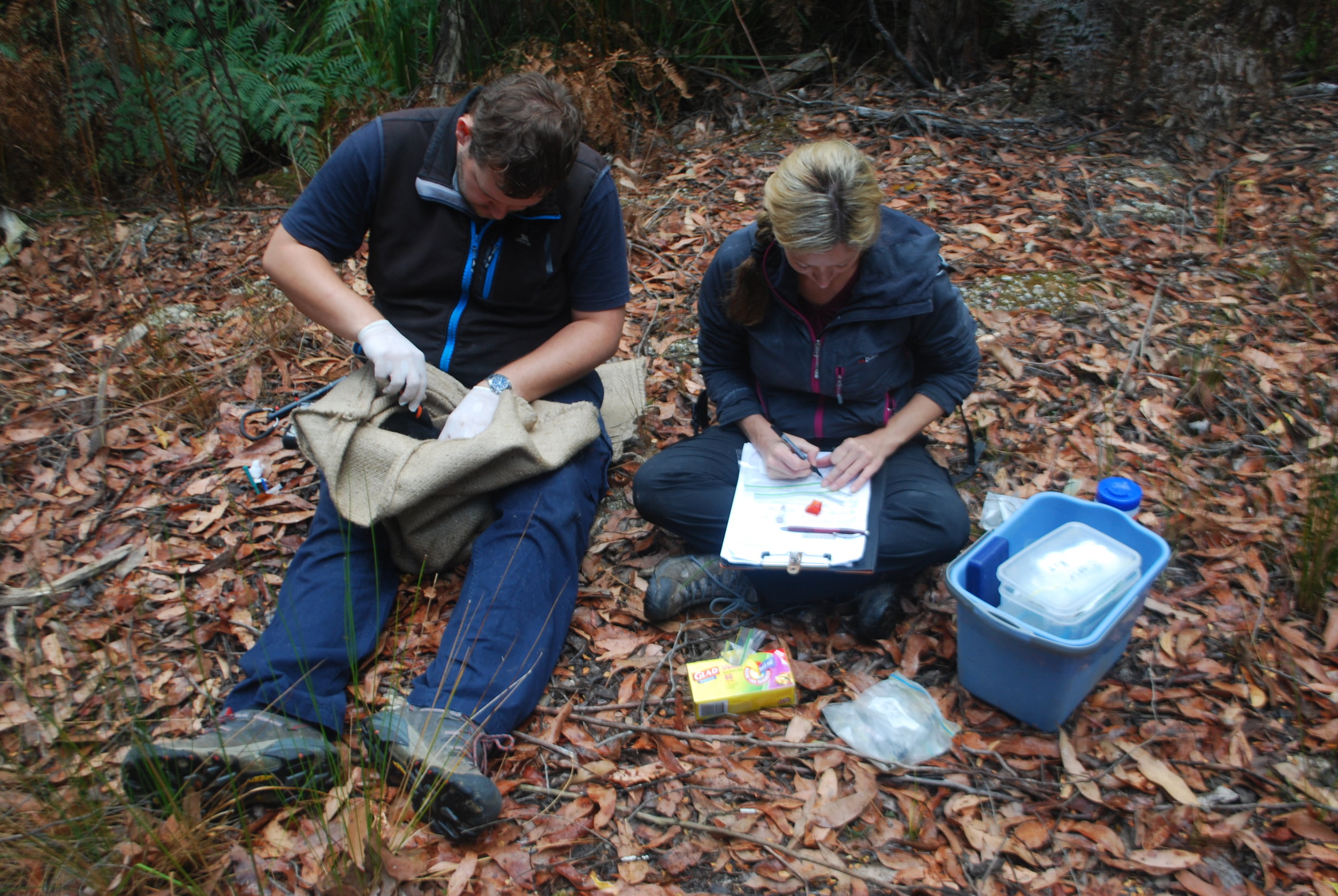 Here's Dave measuring a devil. It'd be extremely cumbersome to both take and record the measurements while controlling and manipulating a devil-in-a-sack, so data-recording is another important task for volunteers. Among the parts of the devil Dave inspects are its paws: