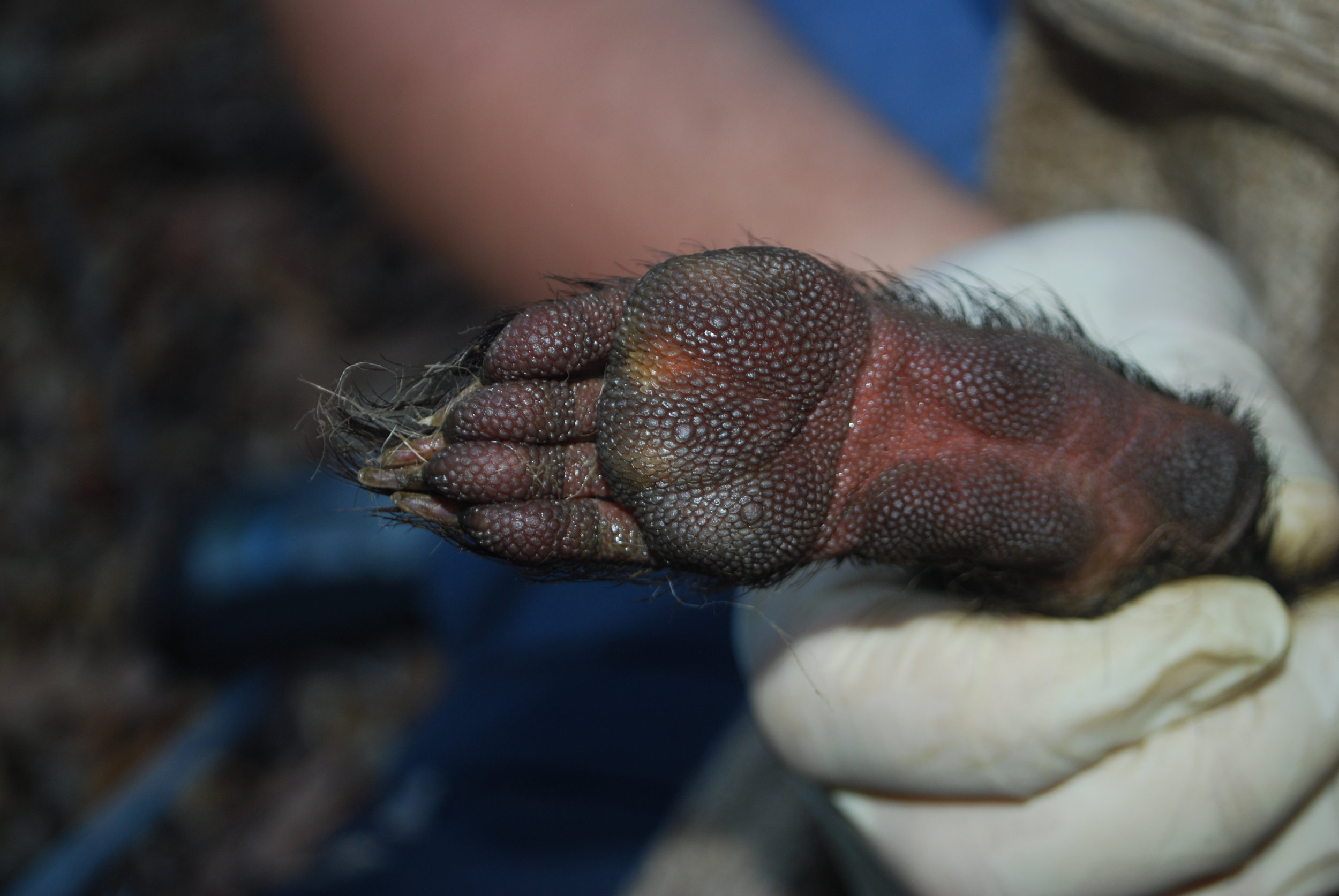Cute little devil paw!