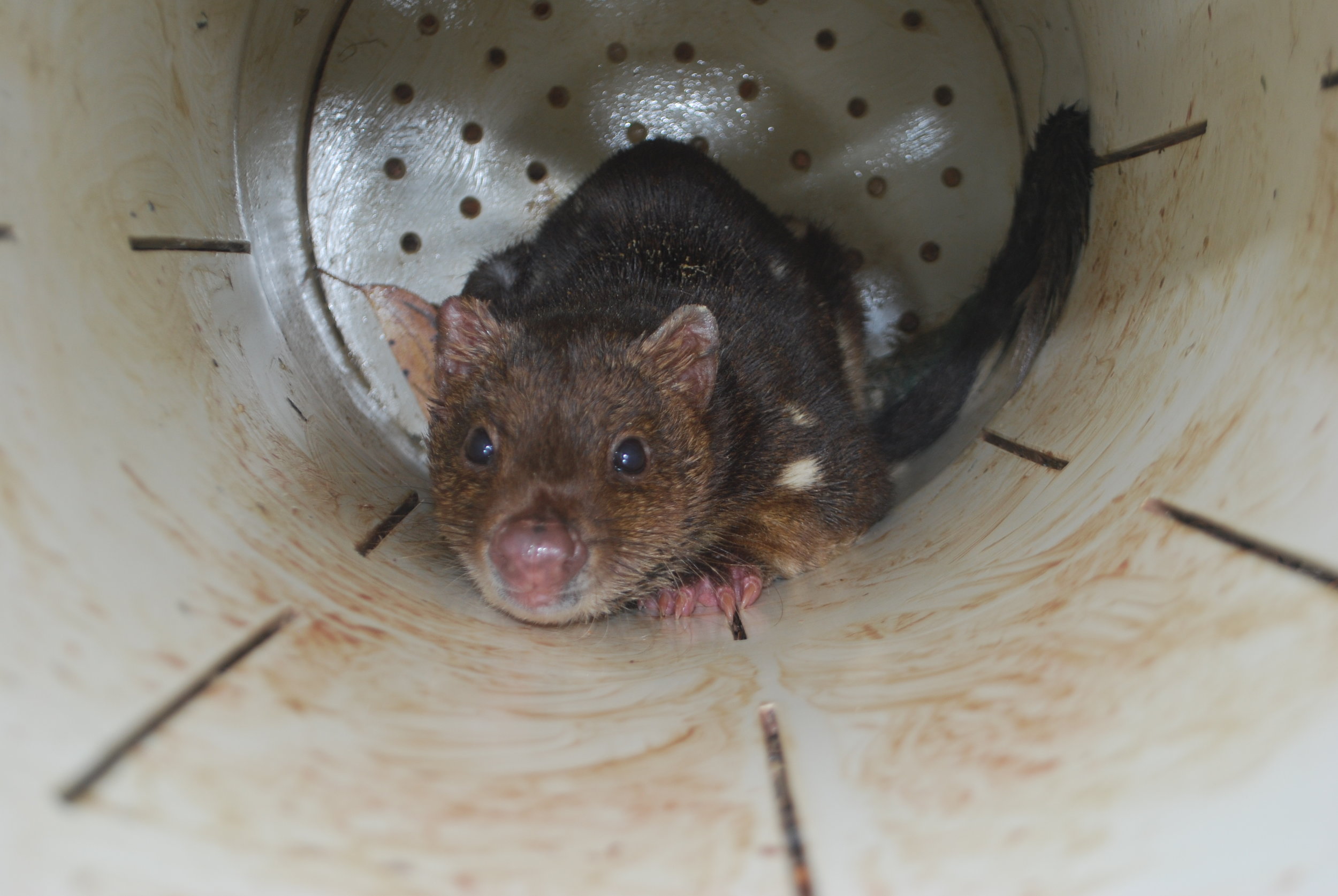 Dave sometimes catches spectacular tiger quolls, like this one, in traps set for devils.