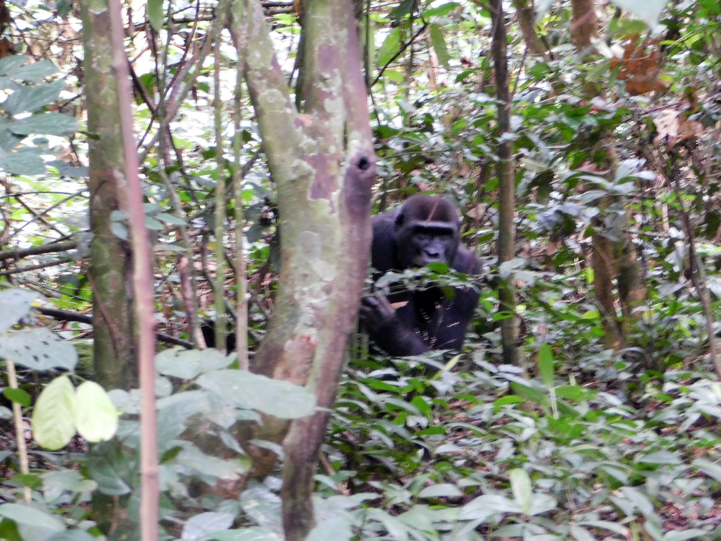 A female gorilla checking me out.
