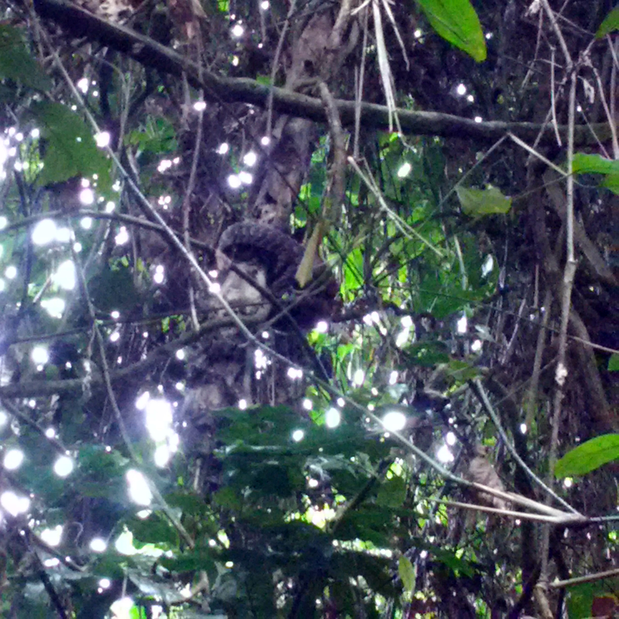 A black-bellied pangolin foraging for arboreal ants in the rainforest.