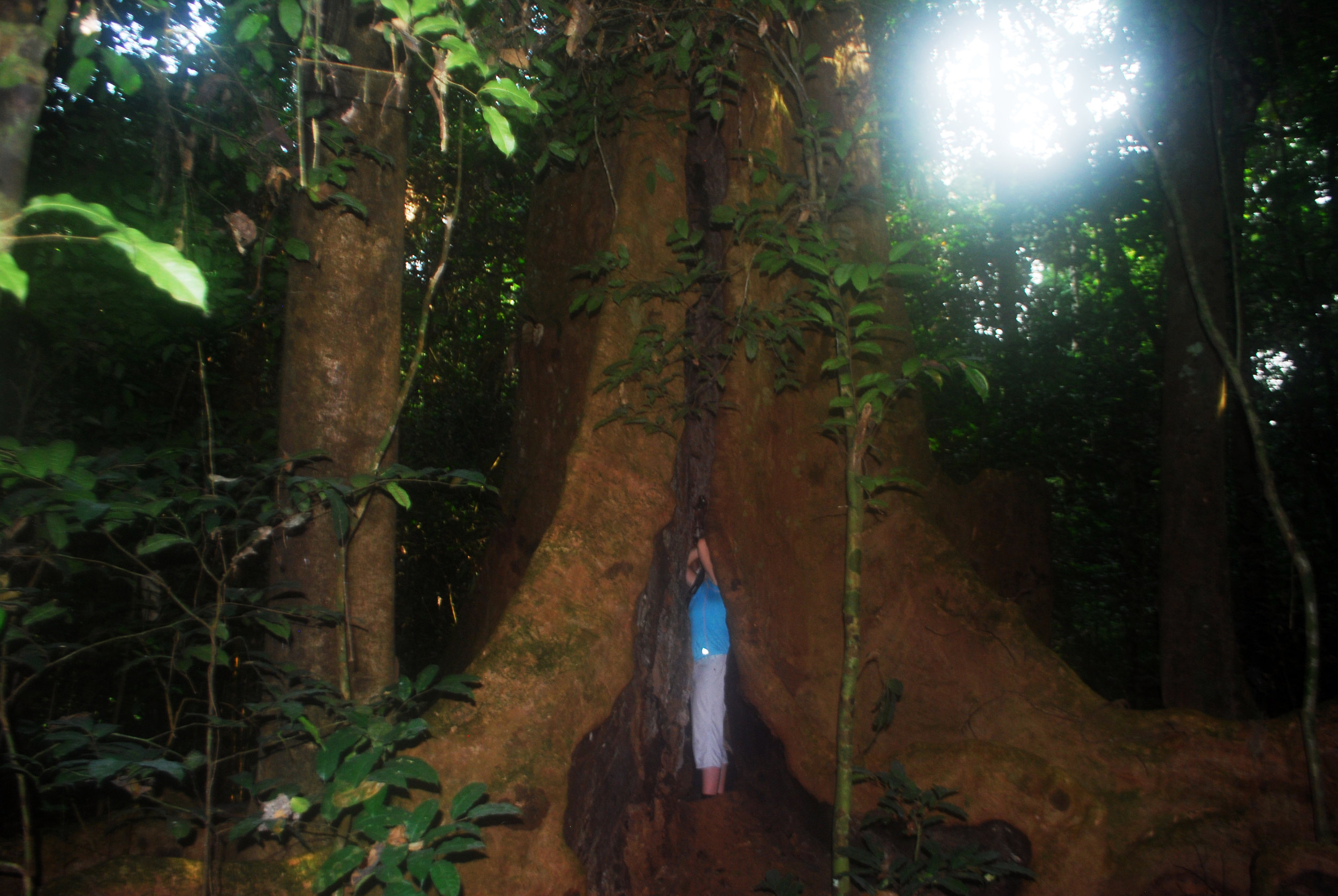 Standing inside a huge, hollow tree, staring up at bats and anomalures.