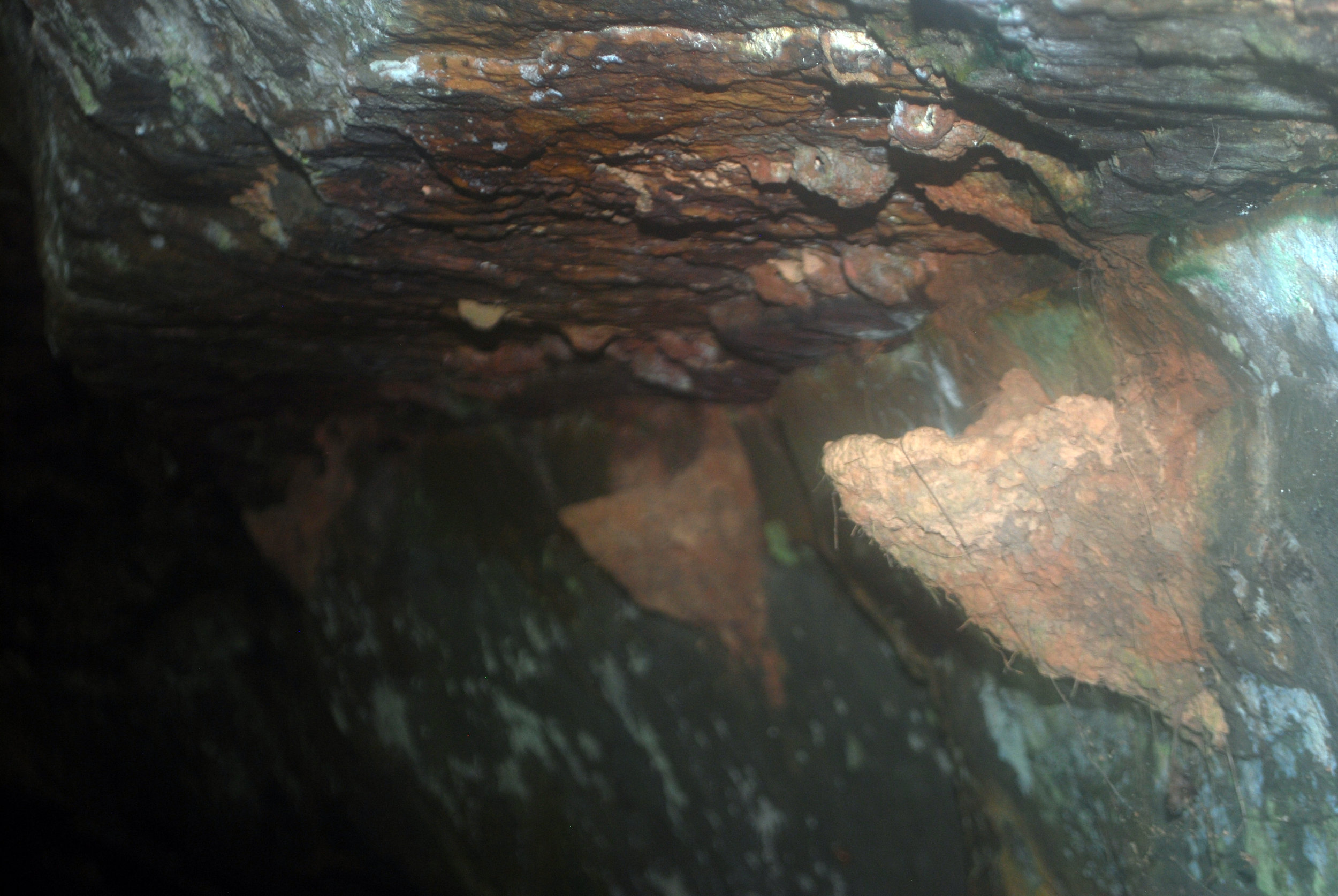 Unoccupied mud nests of grey-necked picathartes.