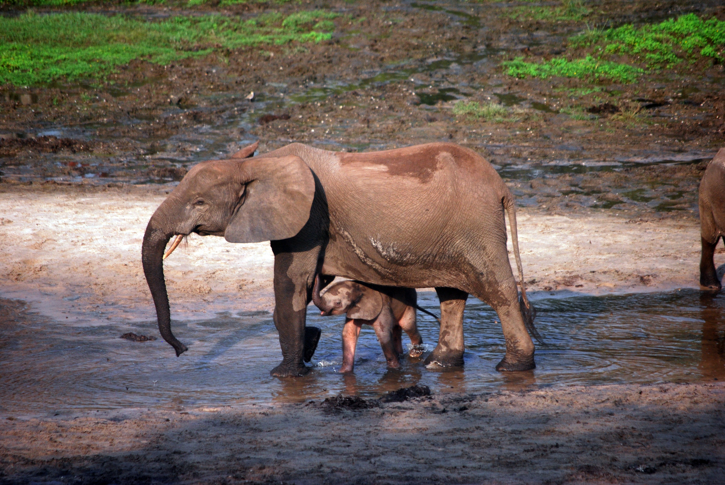 A newborn (still pink) baby elephant finds safety and comfort under her mother’s massive body.