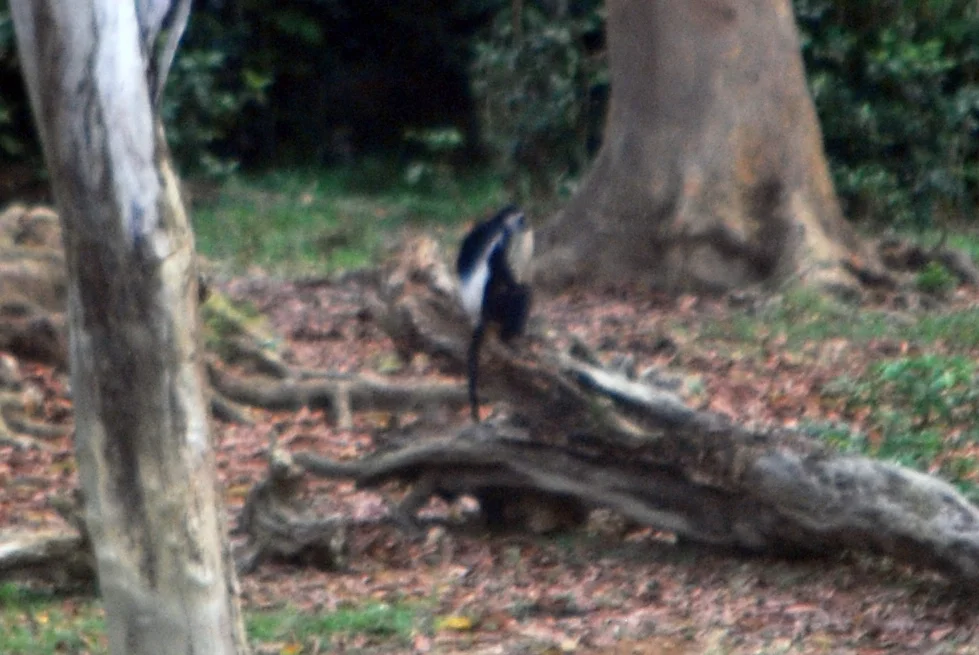 A blurry, heavily cropped picture of a western guereza at Dzanga Bai.