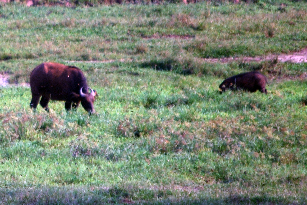 Forest buffalo (left) and giant forest hog (right) hanging out together at Dzanga Bai.