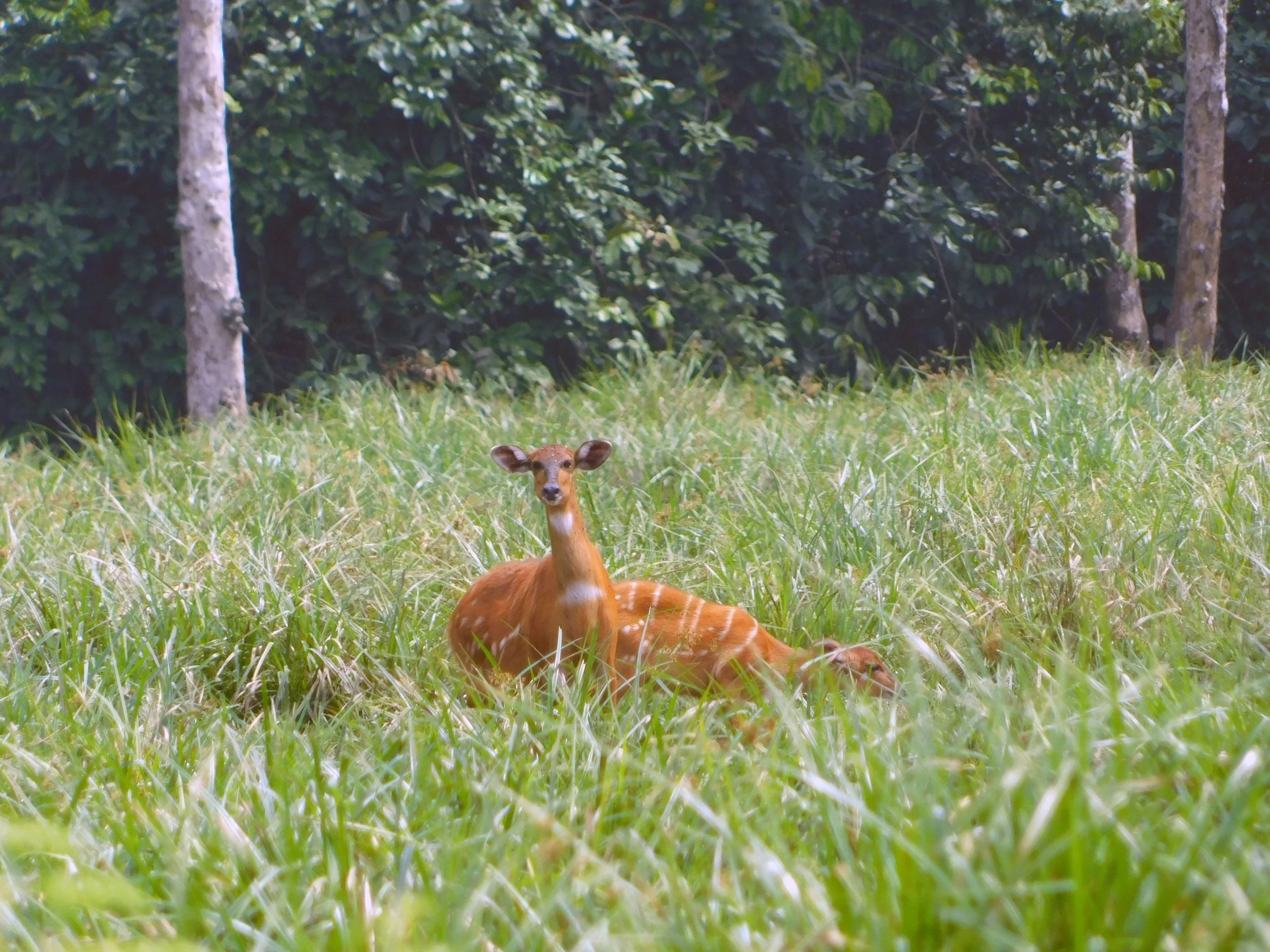 Western Sitatunga at Bai Hokou.