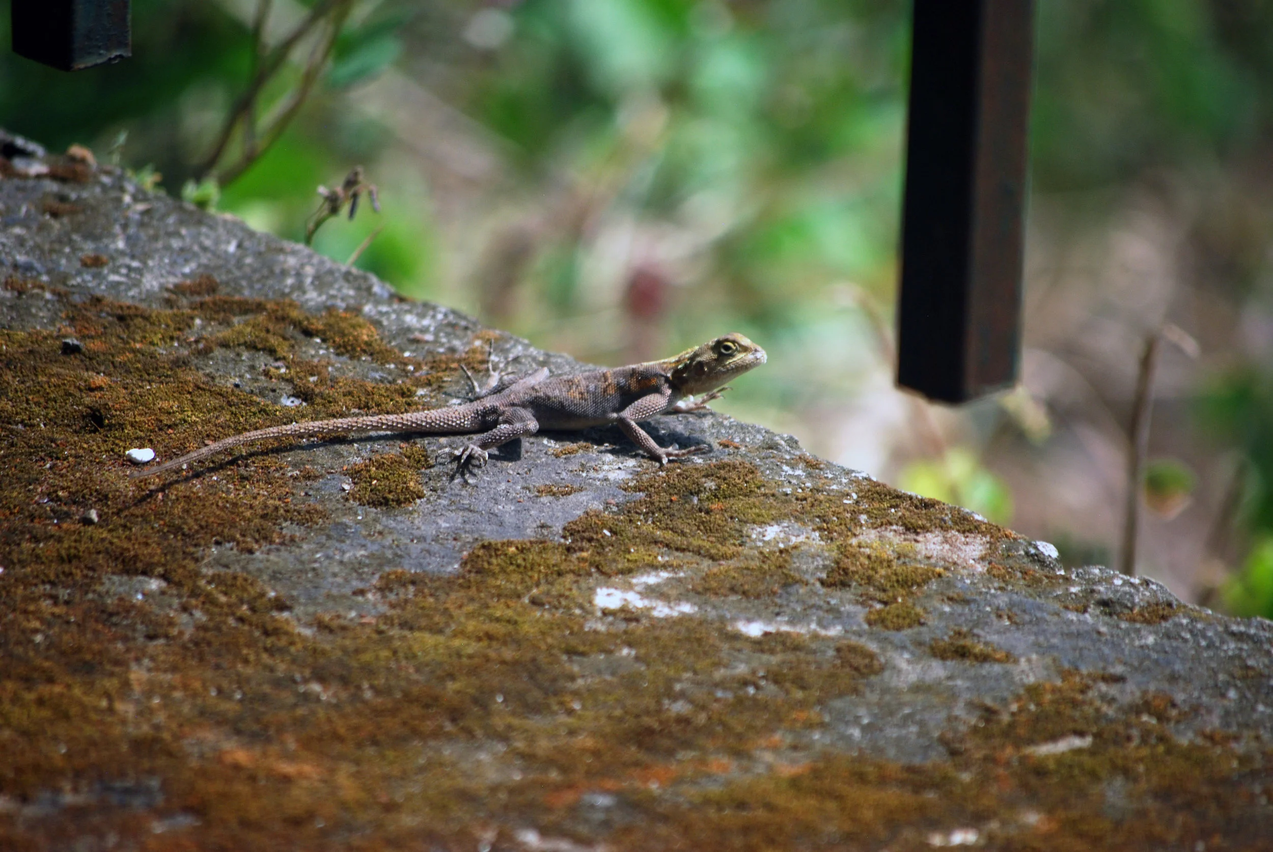 A Benoue agama near Boali Falls.