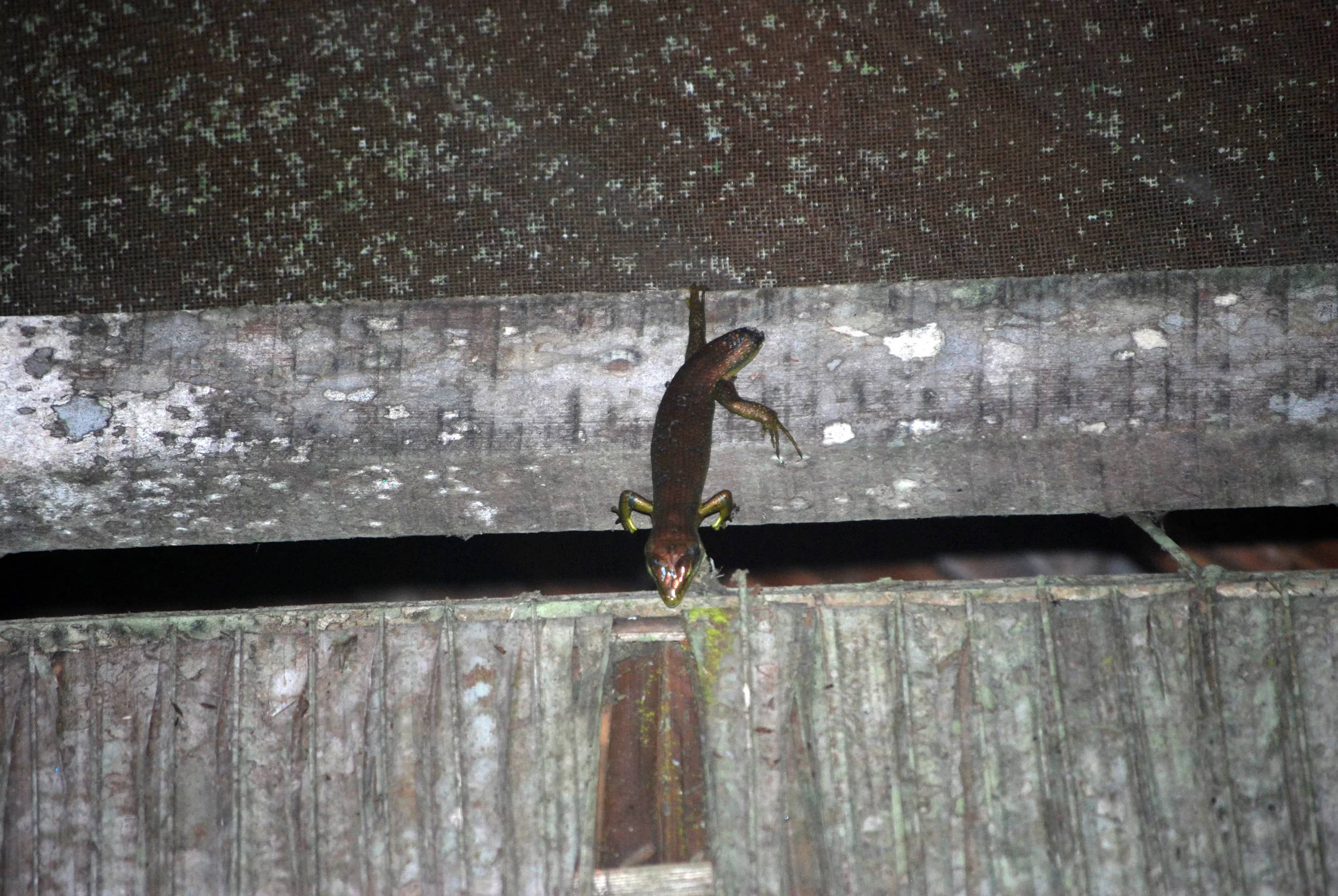 A Makolowodé’s skink hanging above the door to my cabin. I took a bunch of pictures of this guy, and he never moved. Later, I realized he was dead.