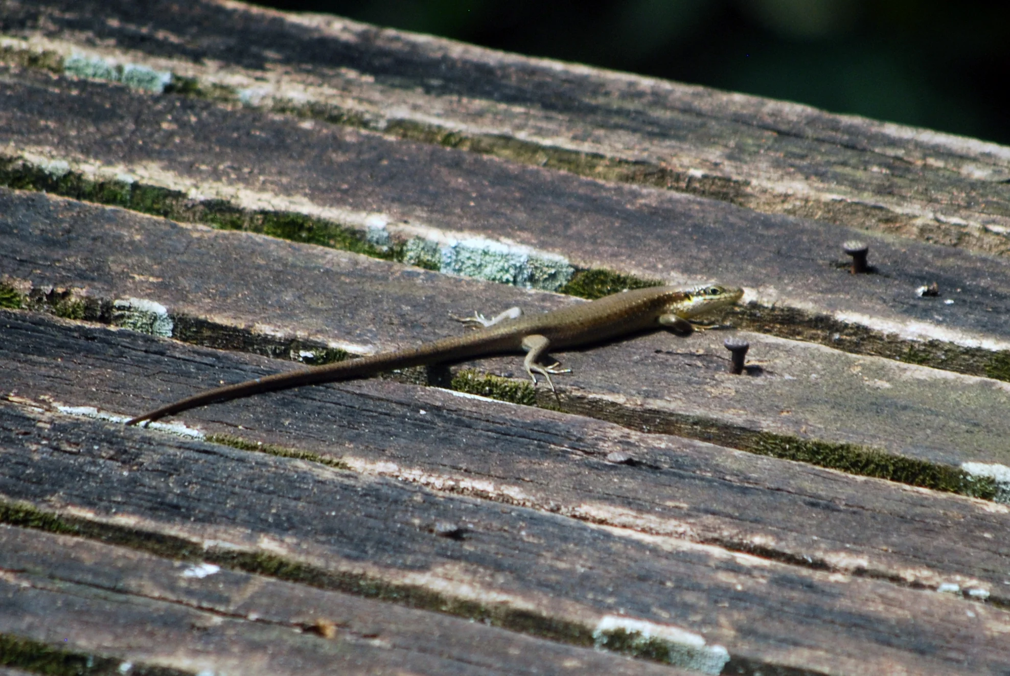 A speckle-lipped skink basking on the deck at Sangha Lodge.