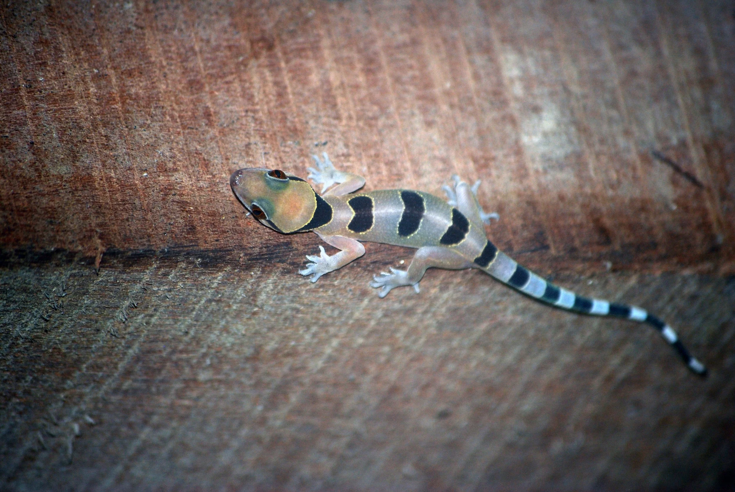 A coalescent house gecko in my cabin at Sangha Lodge.