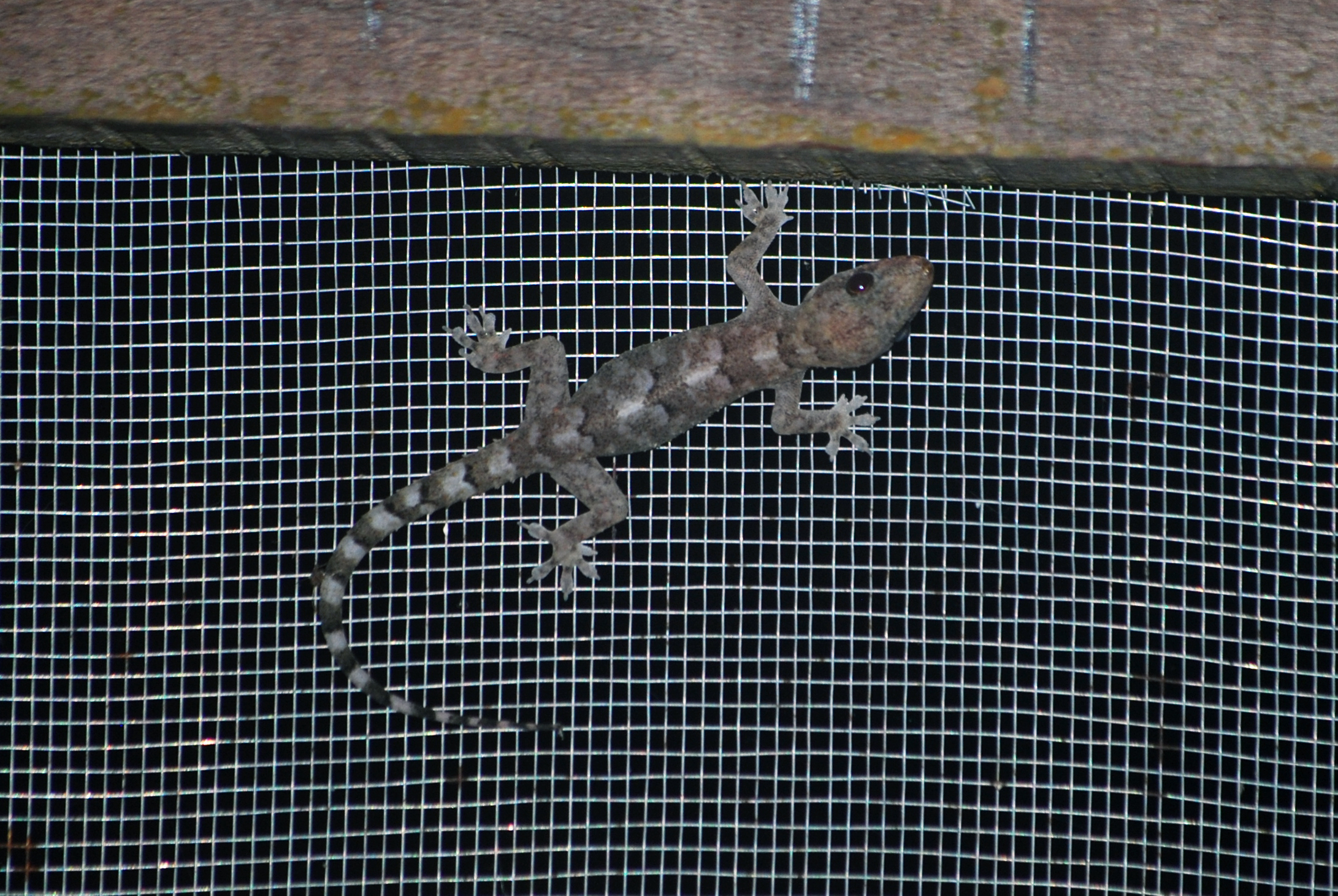 Moreau’s tropical house gecko in my cabin at Sangha Lodge.
