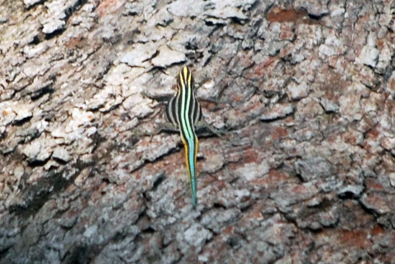 The one picture I was able to get of the sawtail lizard before it took off.