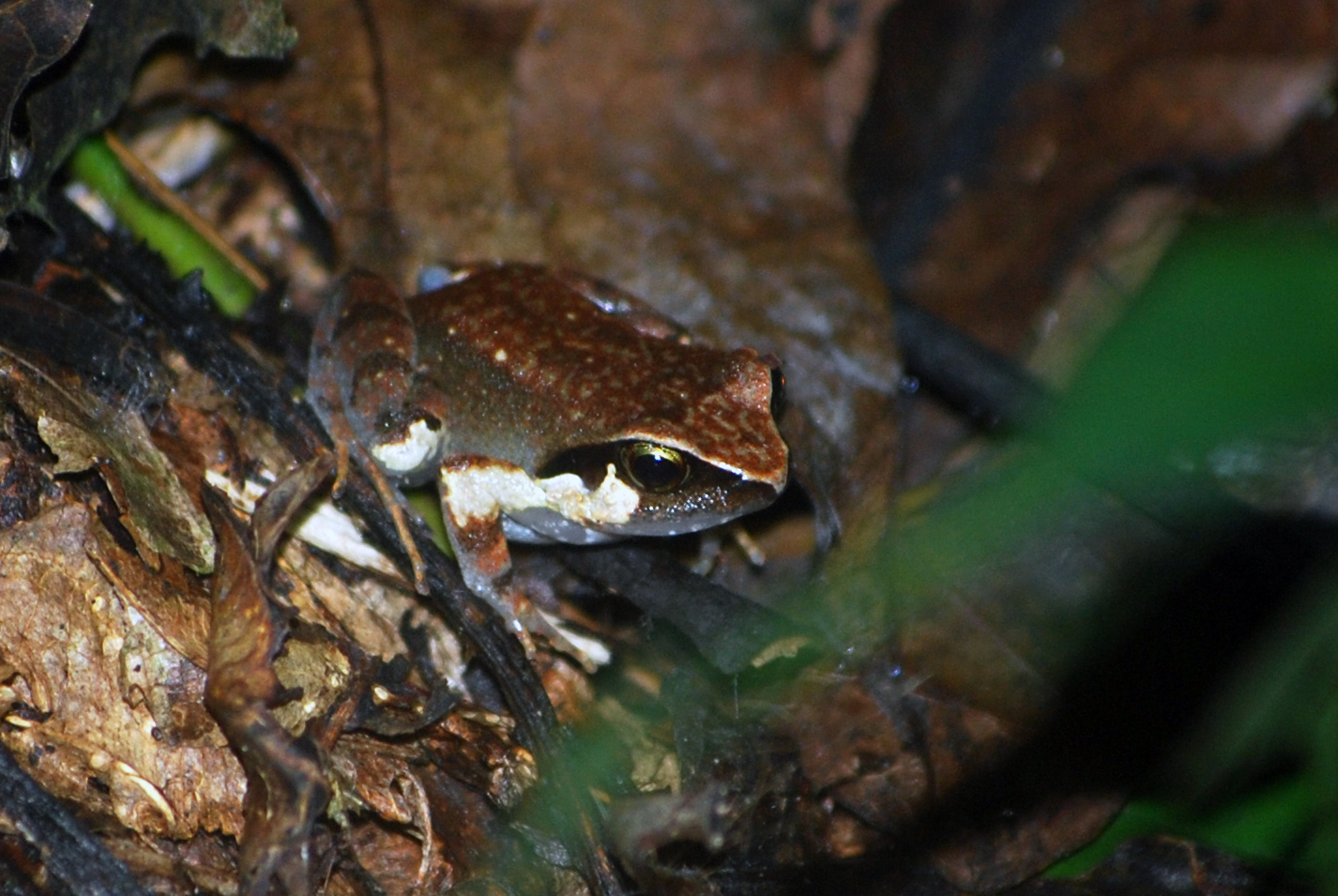 Buea Screeching Frog