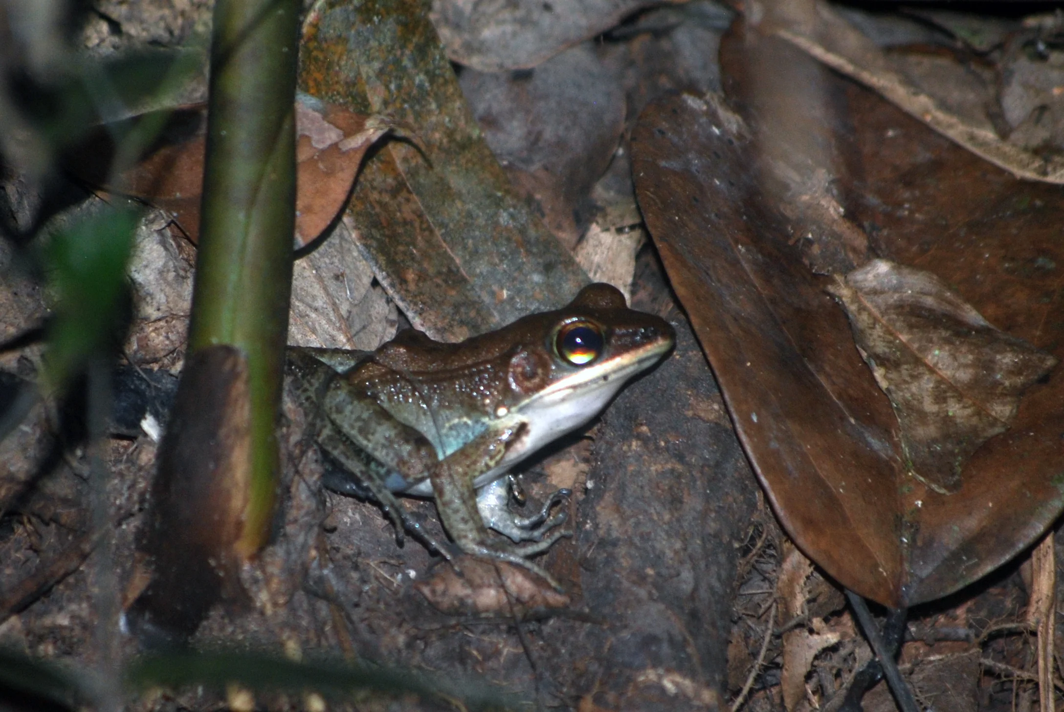 White-lipped Frog