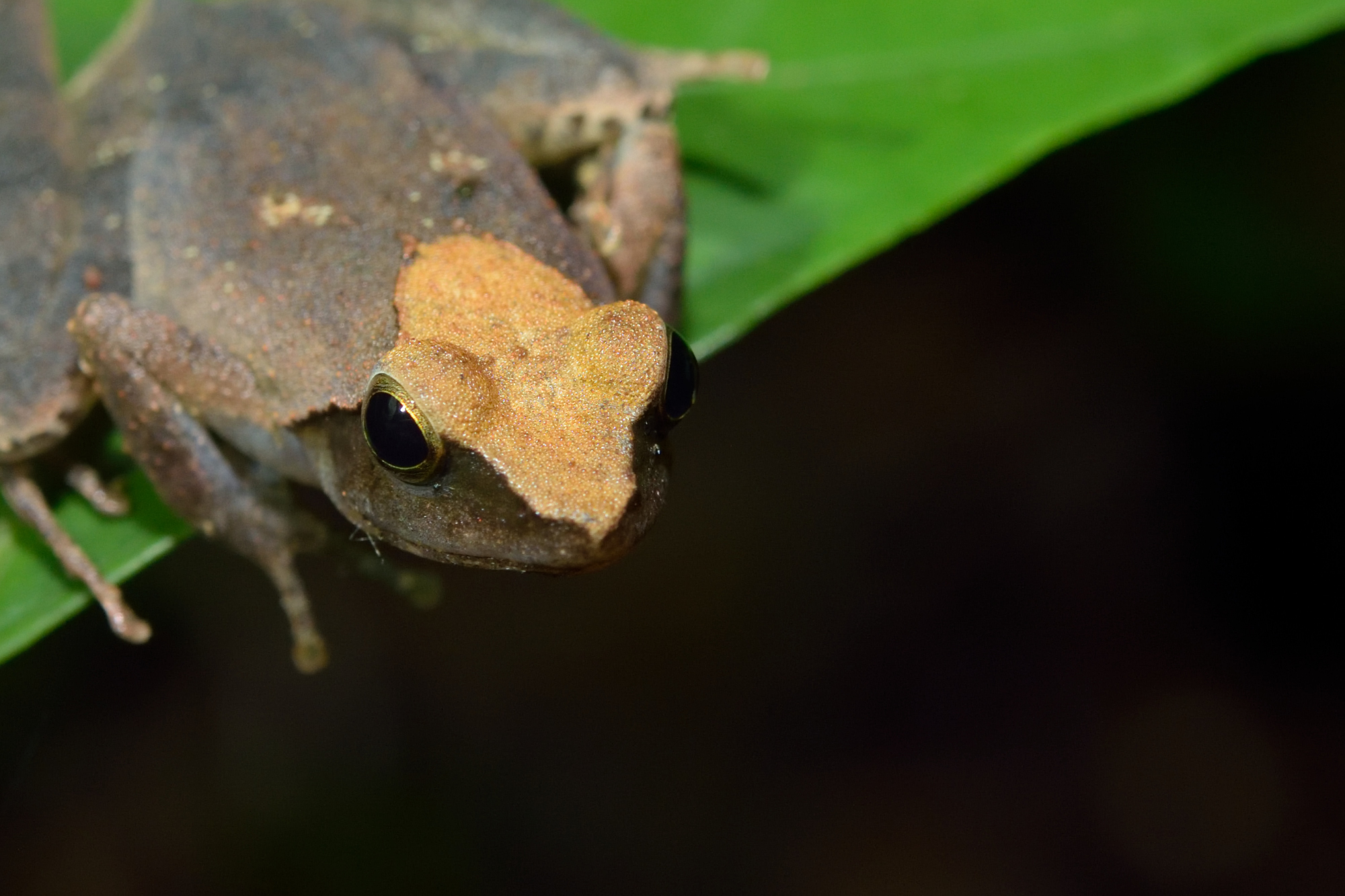 Eared River Frog