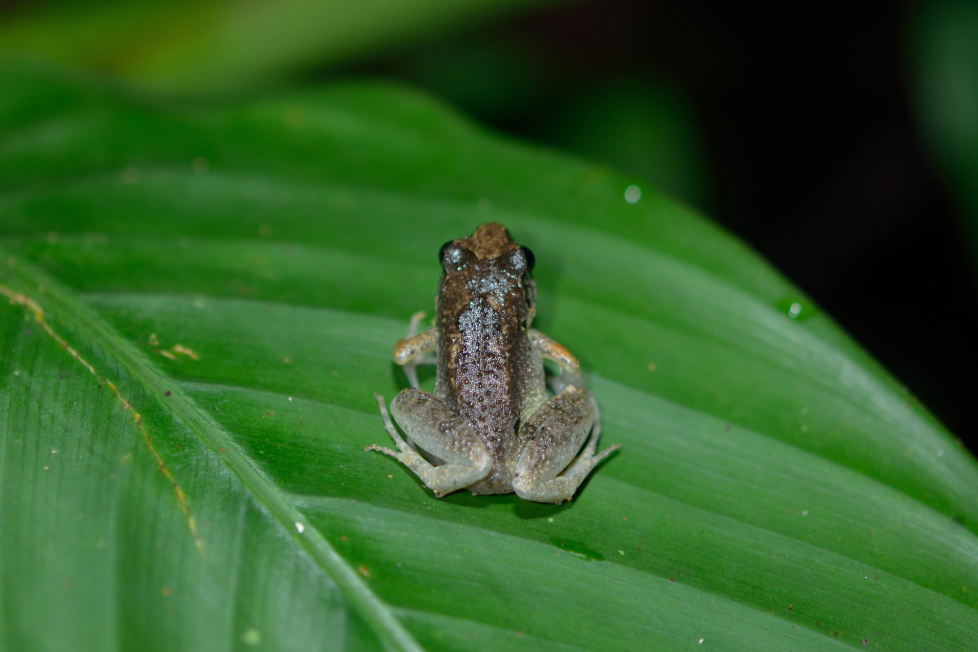 1. I think this is just a weakly patterned eared river frog. Any other opinions?