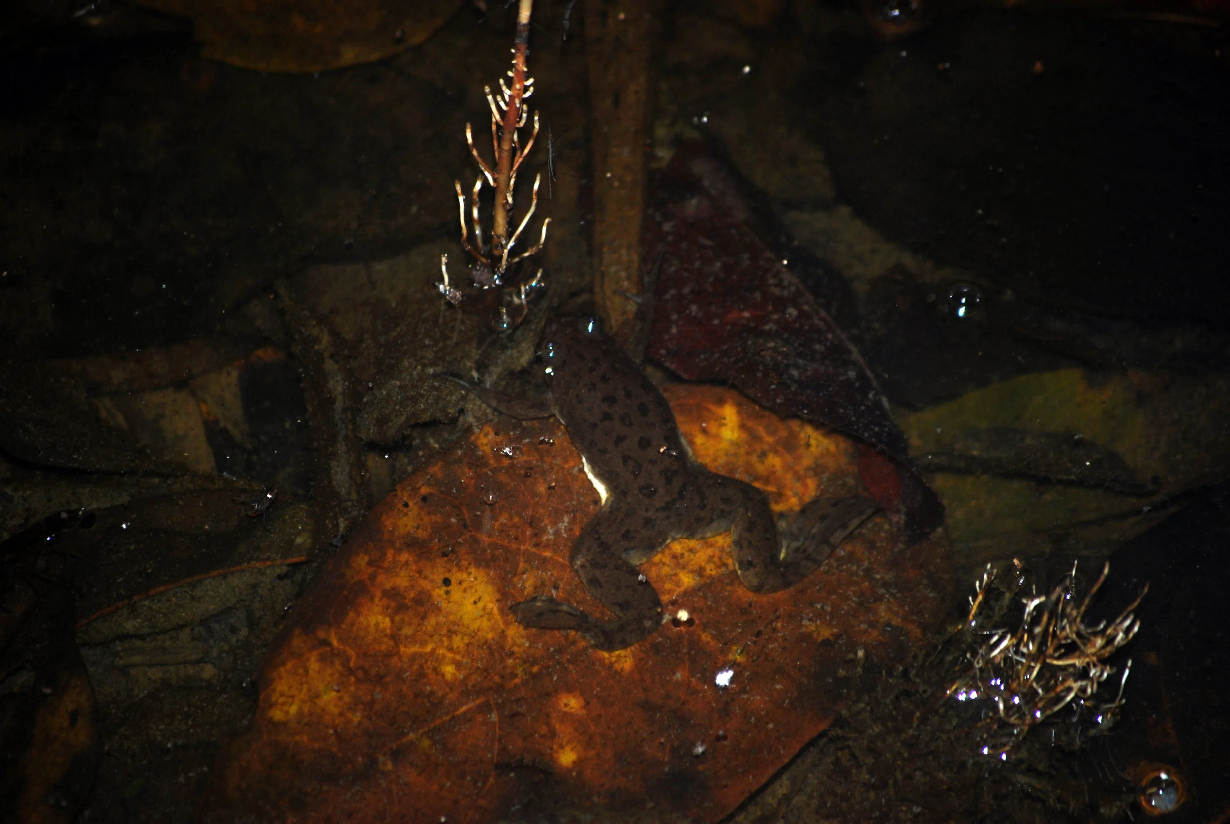Central African clawed frog