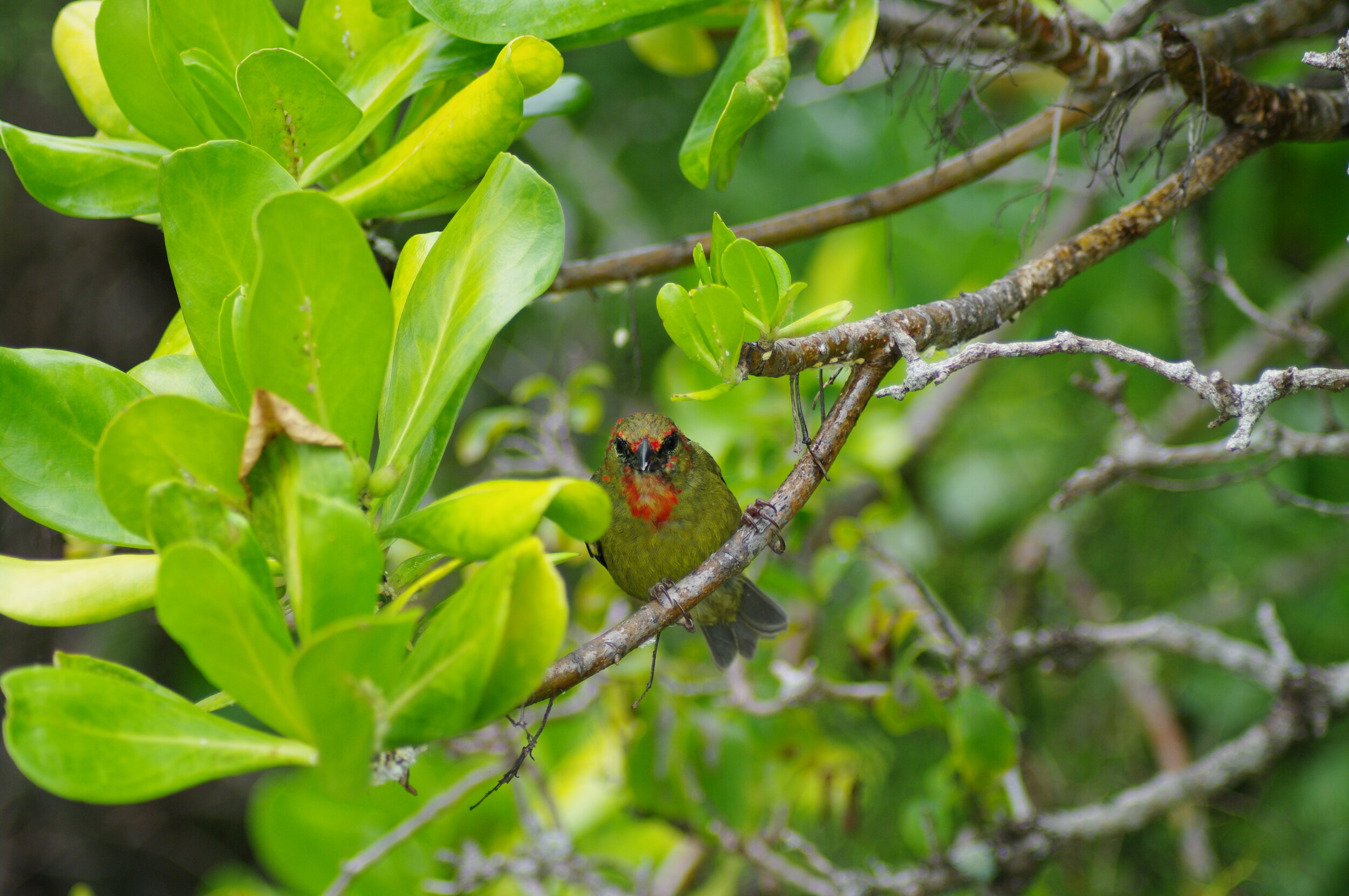 Finding Native Animals on Mauritius — Daniel Hoops