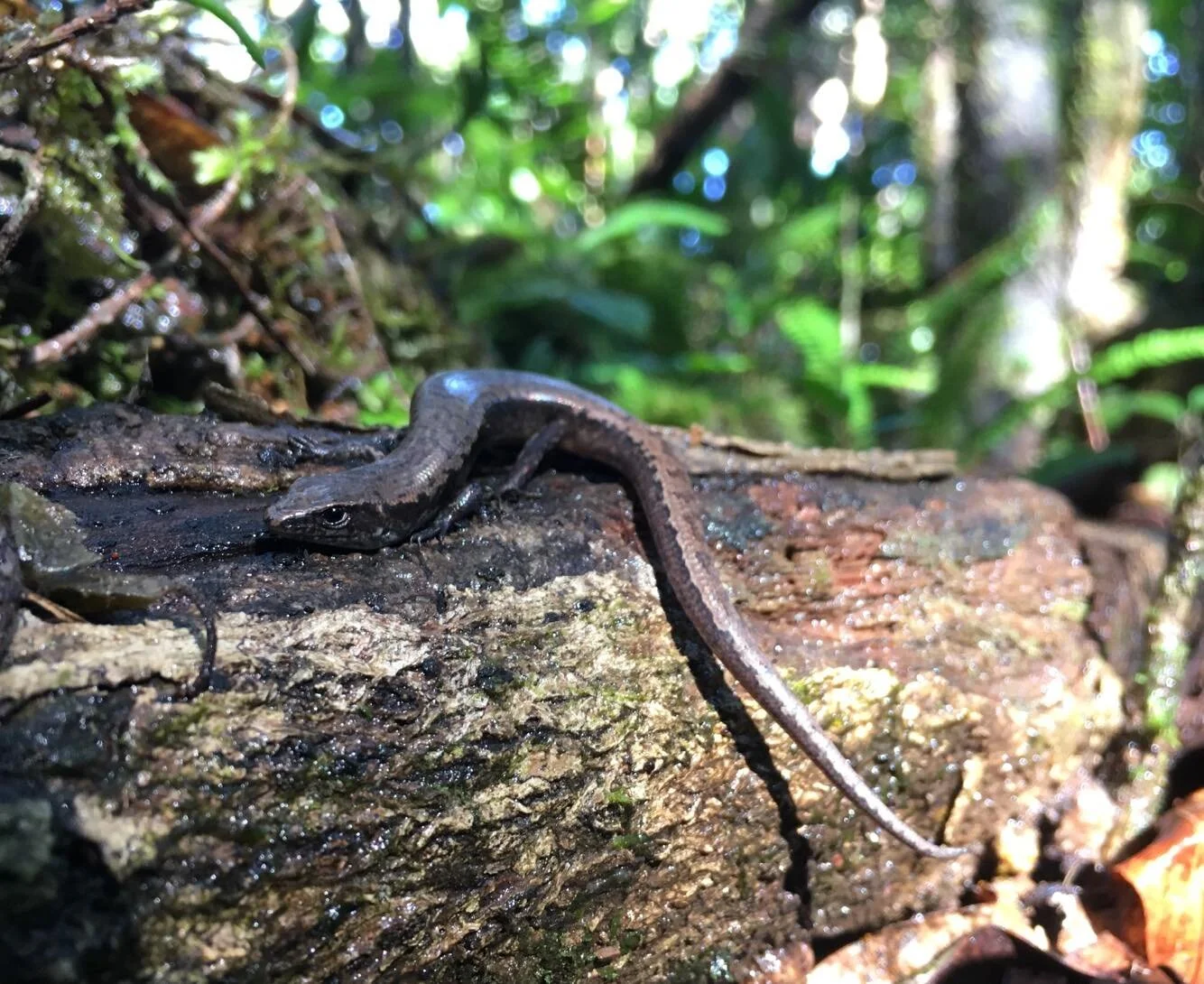 Bojer’s Skink ( Gongylomorphus bojerii )